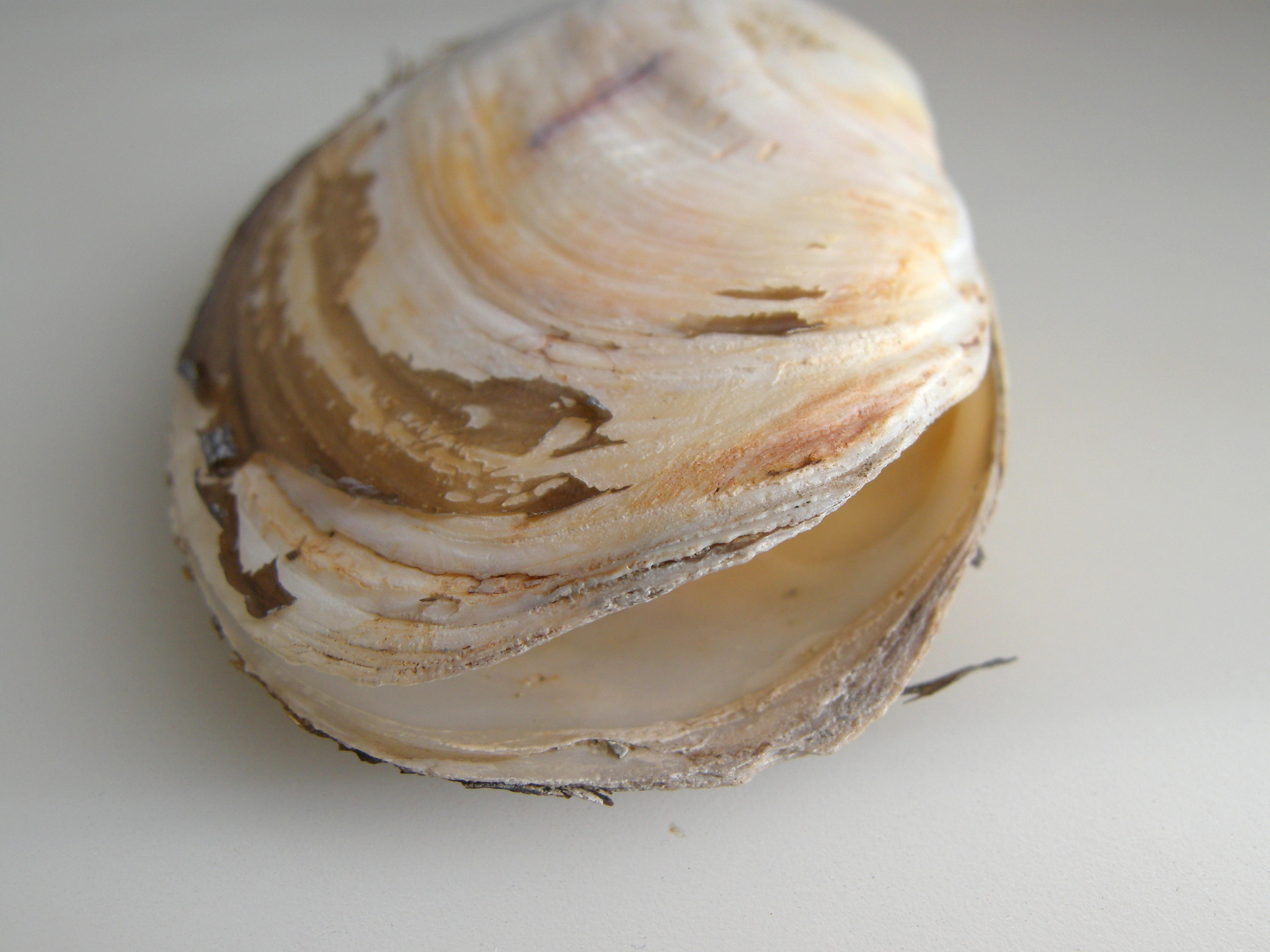 lutraria_lutraria5md