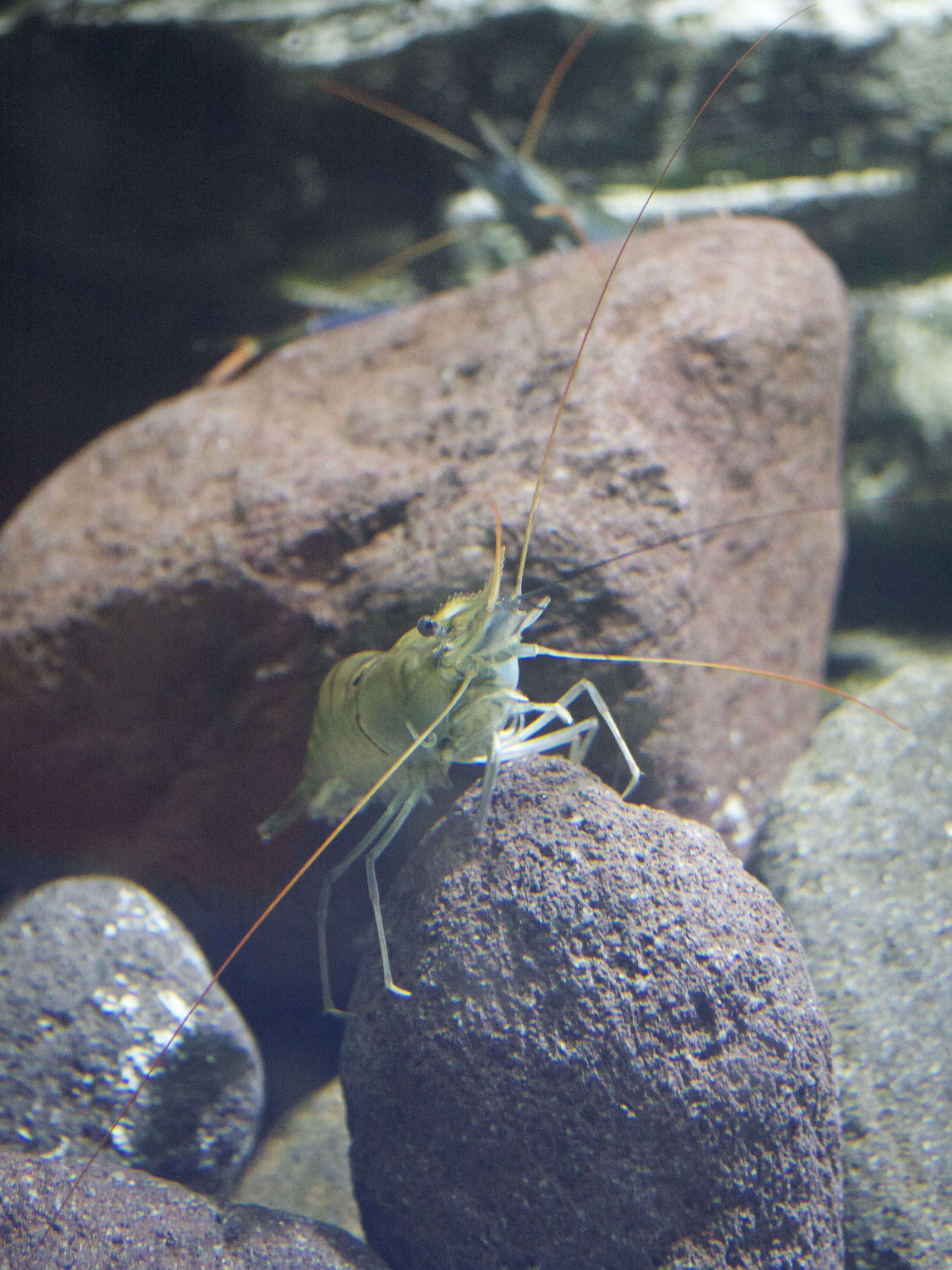 macrobrachium_rosenbergii3md