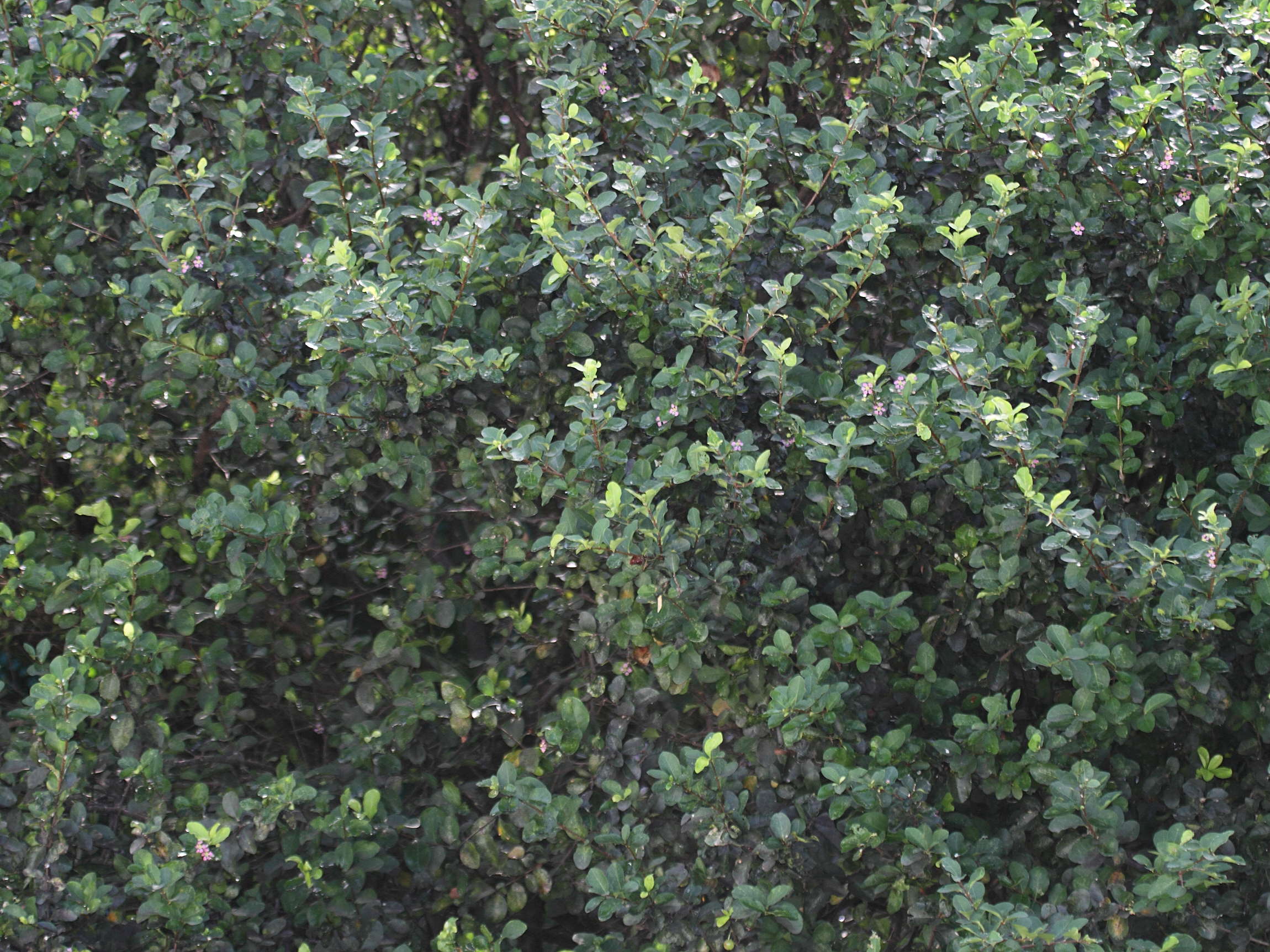 malpighia_emarginata1bd