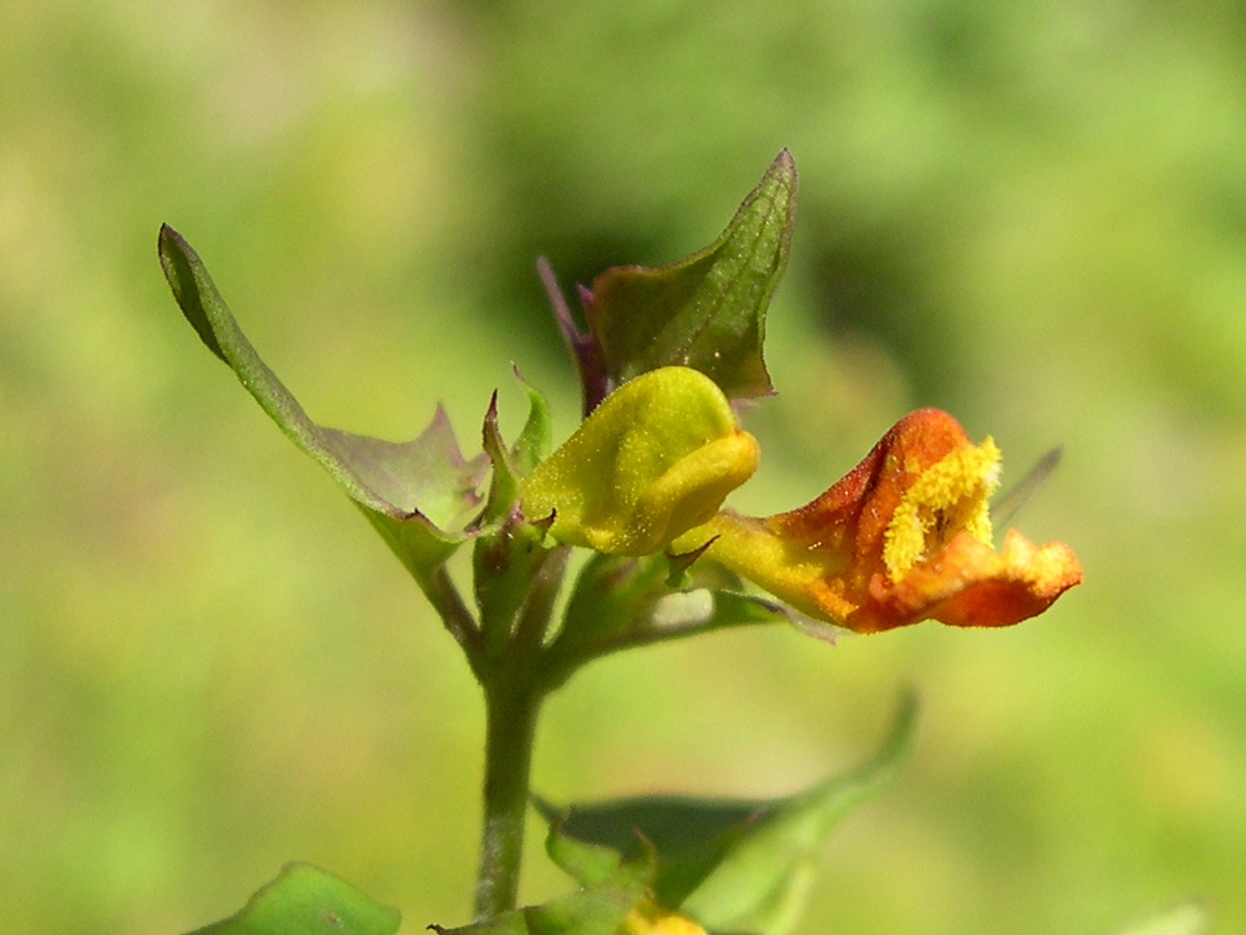 melampyrum_sylvaticum3md