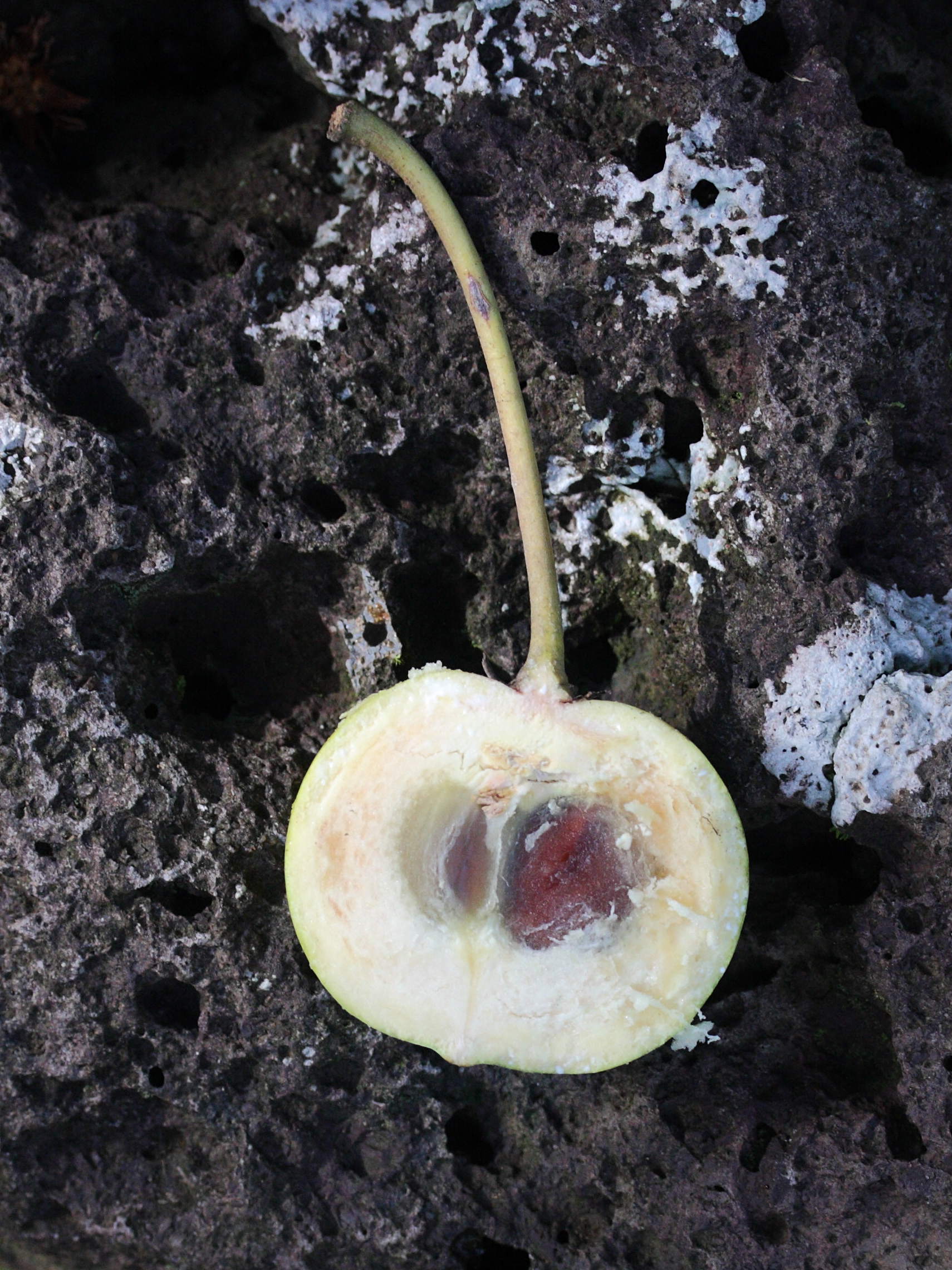 mimusops_coriacea6md