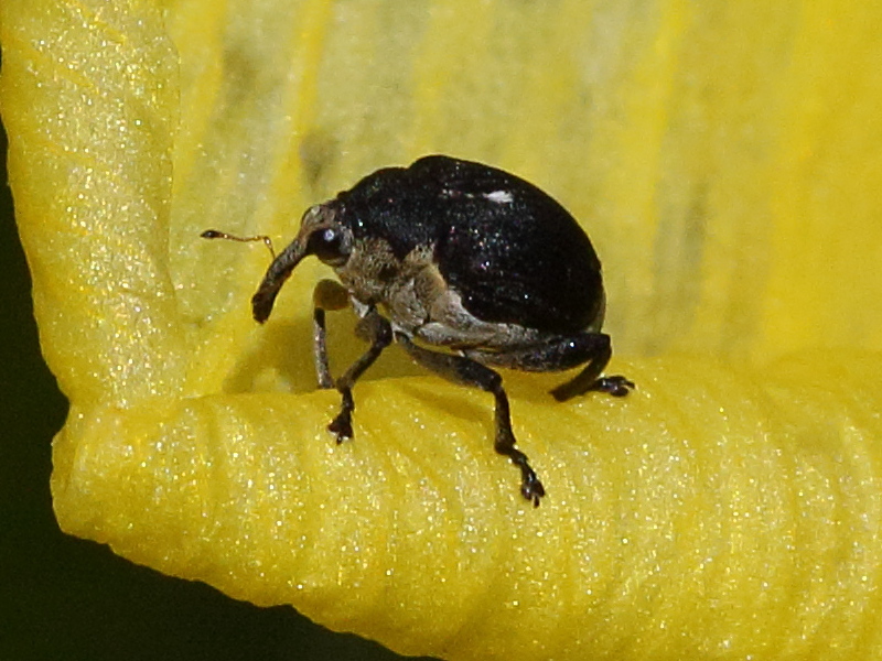 Afficher le média mononychus_punctumalbum4md mononychus_punctumalbum4md