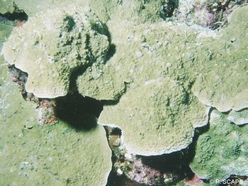 montipora_confusa1ps