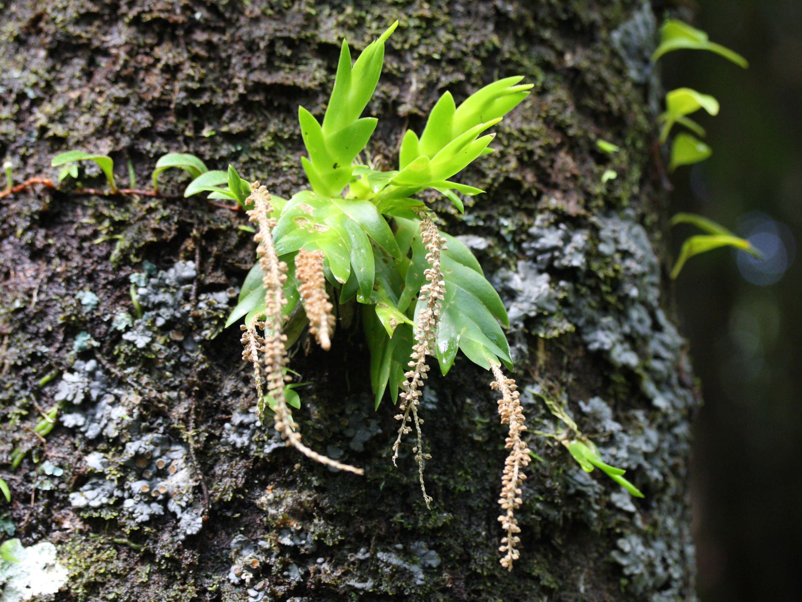 oberonia_disticha1md