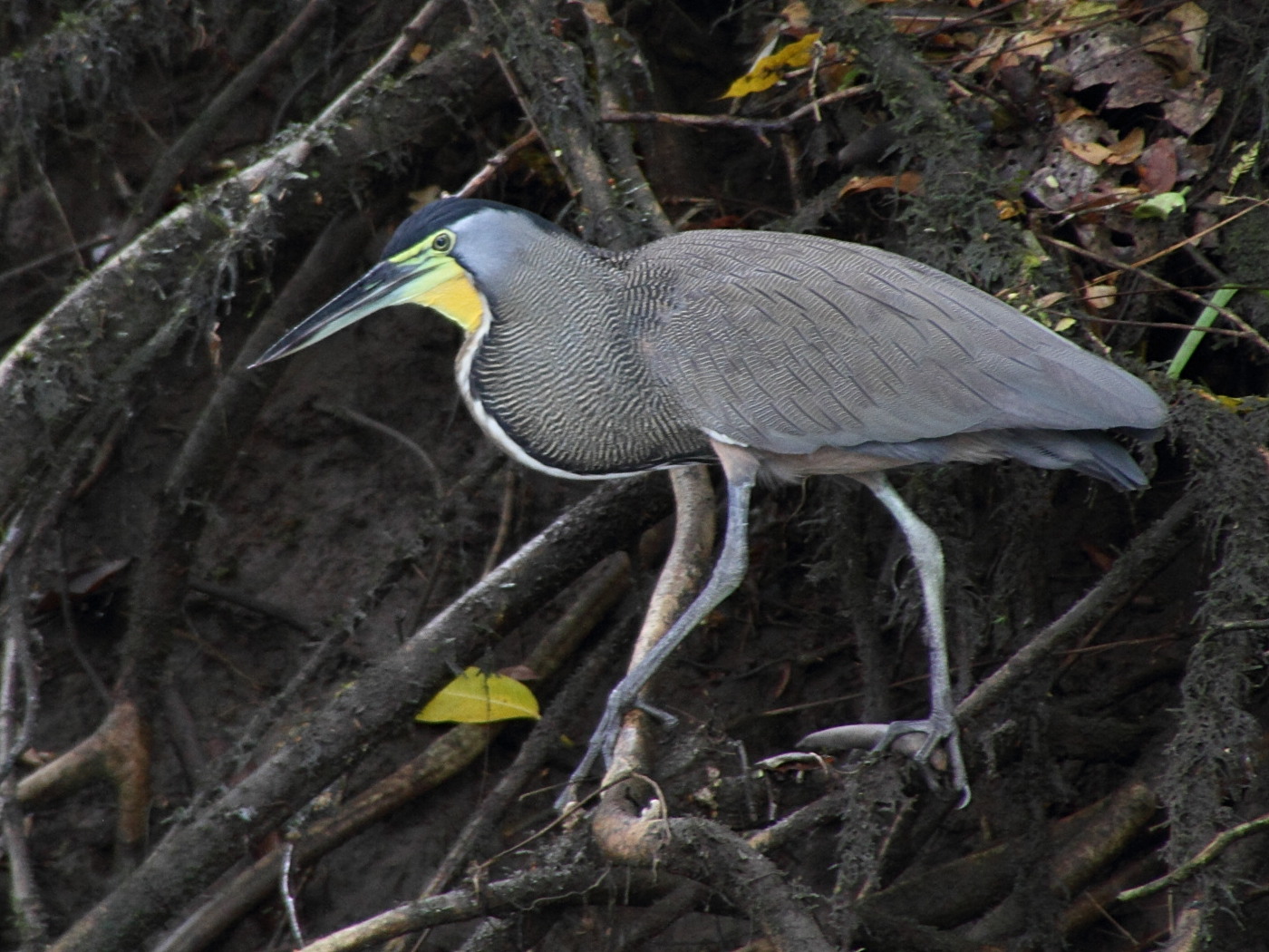 onore_du_mexique_-_tigrisoma_mexicanum4md