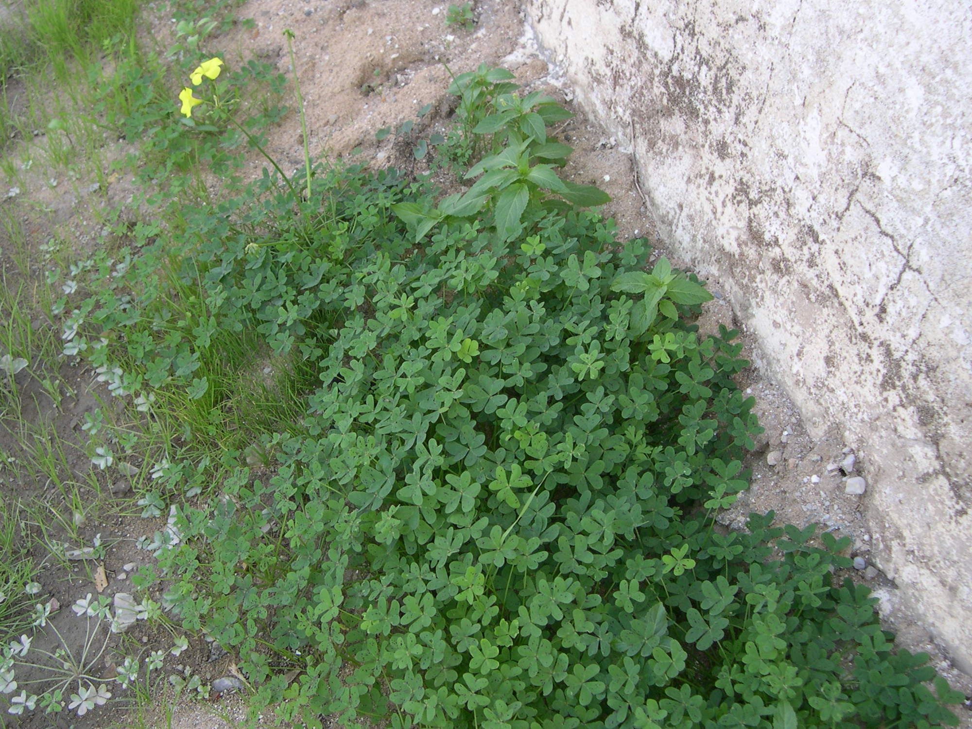 oxalis_pes-caprae1md