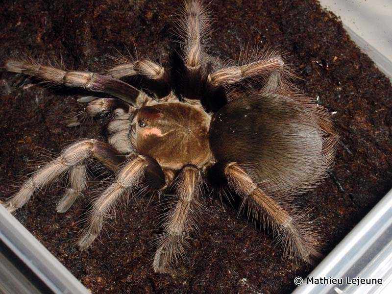 pamphobeteus_ultramarinus1ml