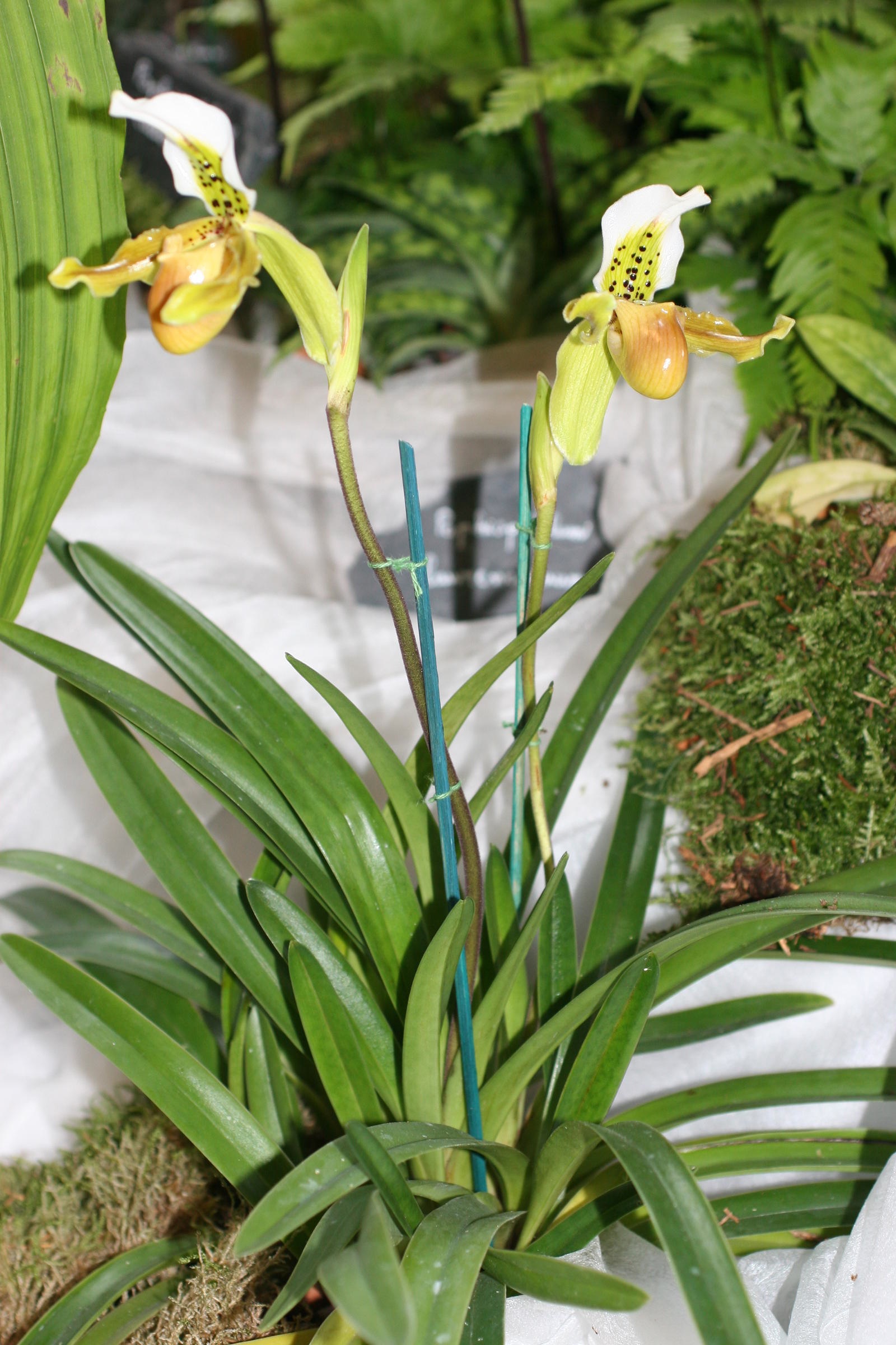 paphiopedilum_exul1md