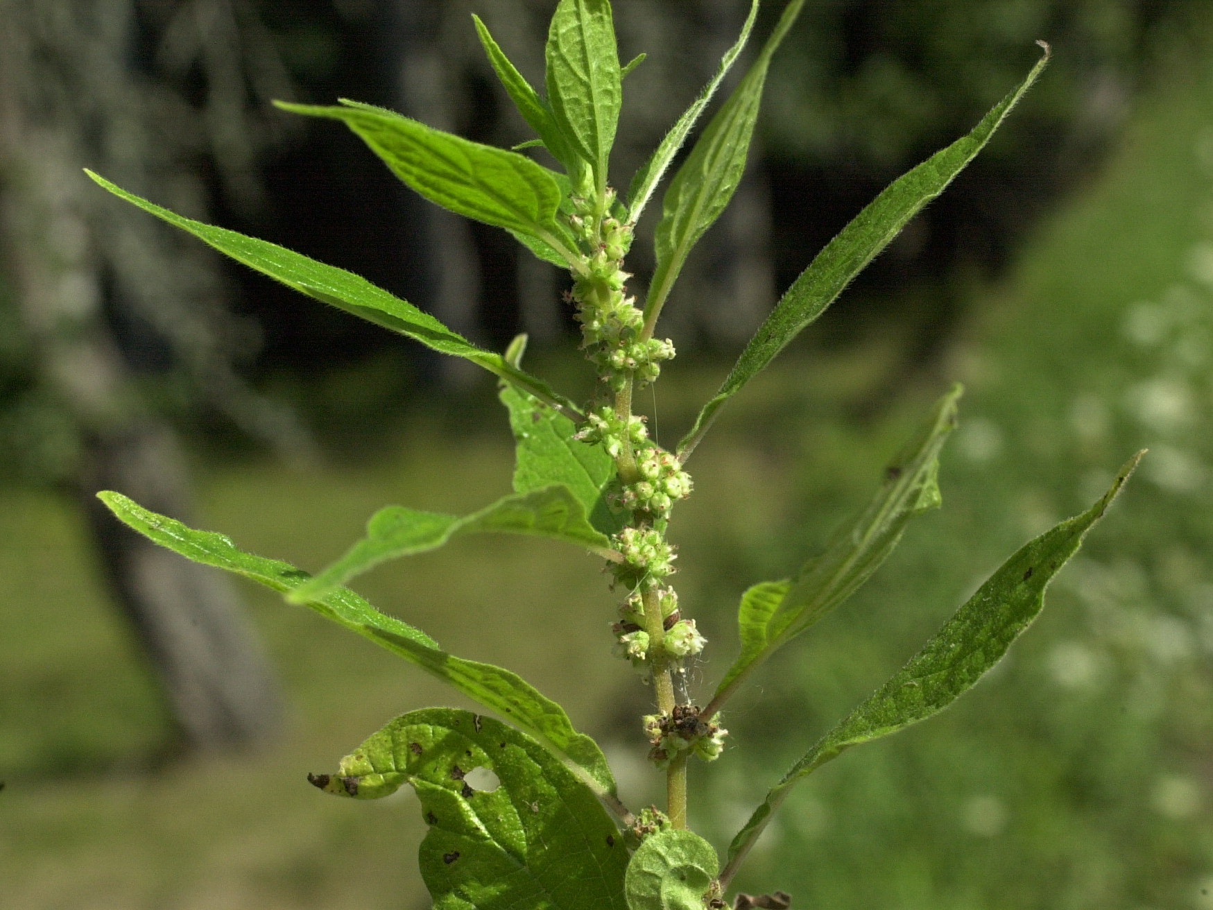 Afficher le média parietaria_officinalis2md parietaria_officinalis2md