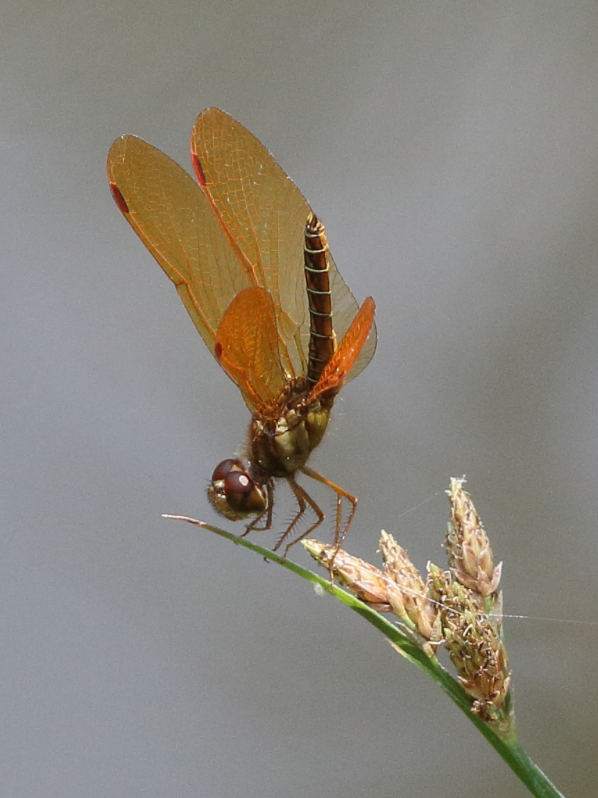 perithemis_mooma2bd