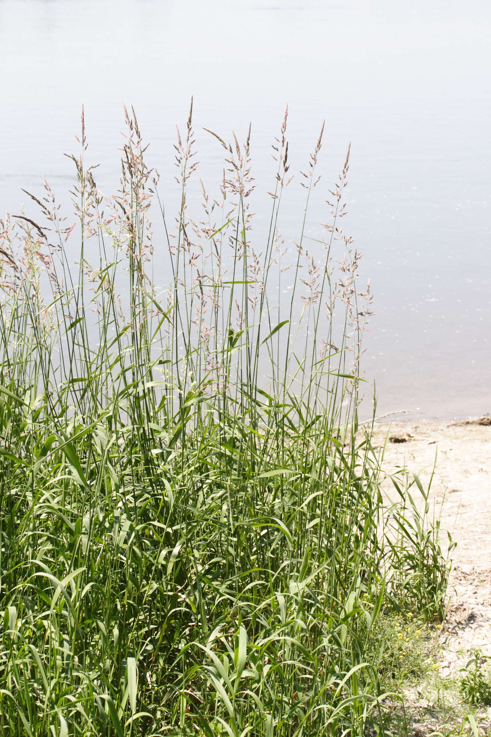 phalaris_arundinacea1amd