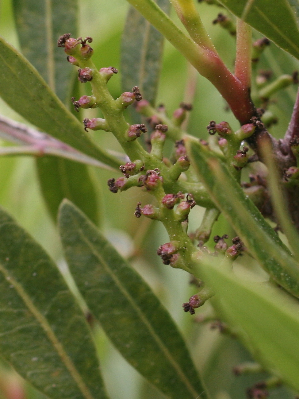 Afficher le média pistacia_lentiscus6md pistacia_lentiscus6md