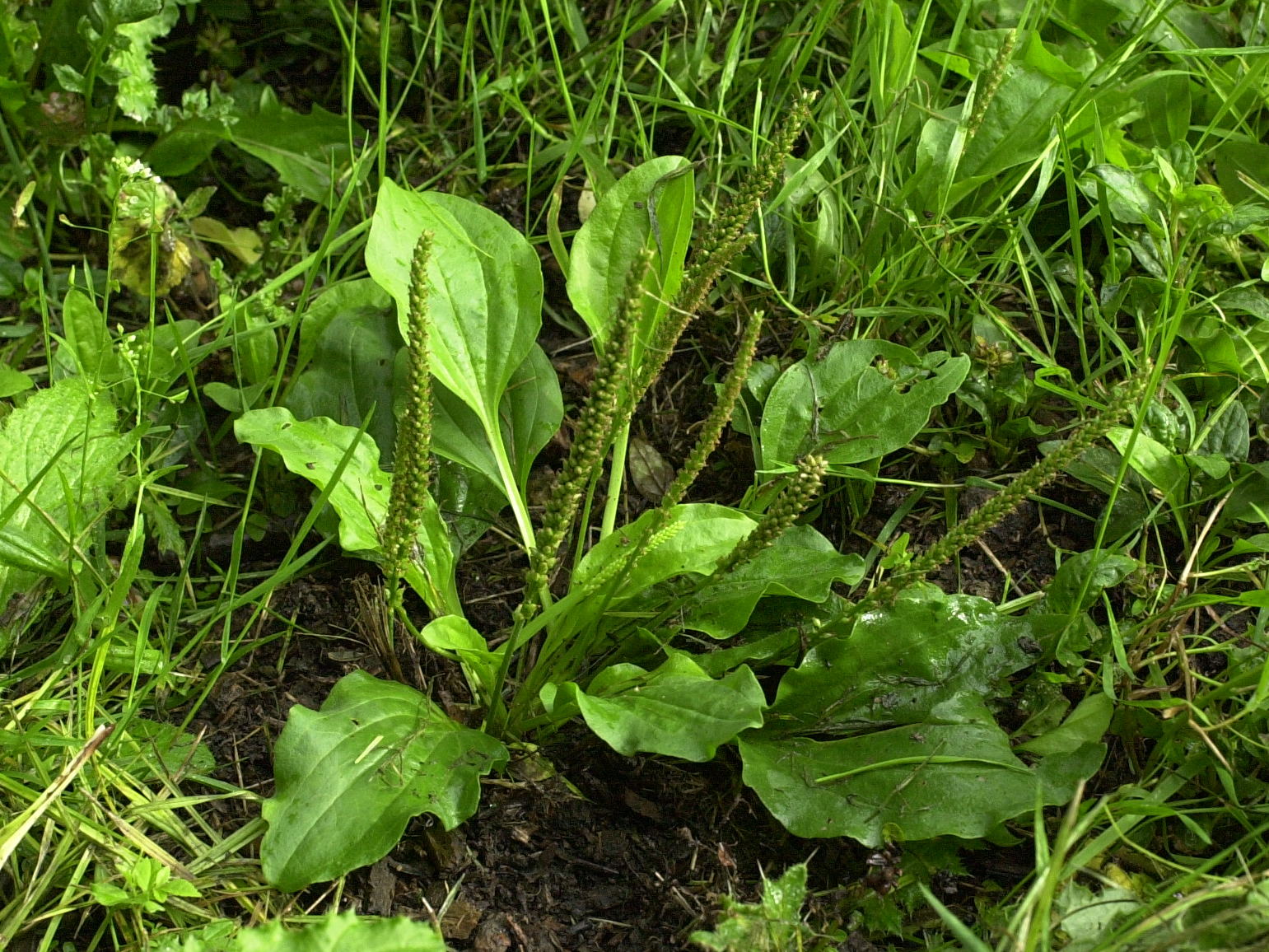 plantago_major1md