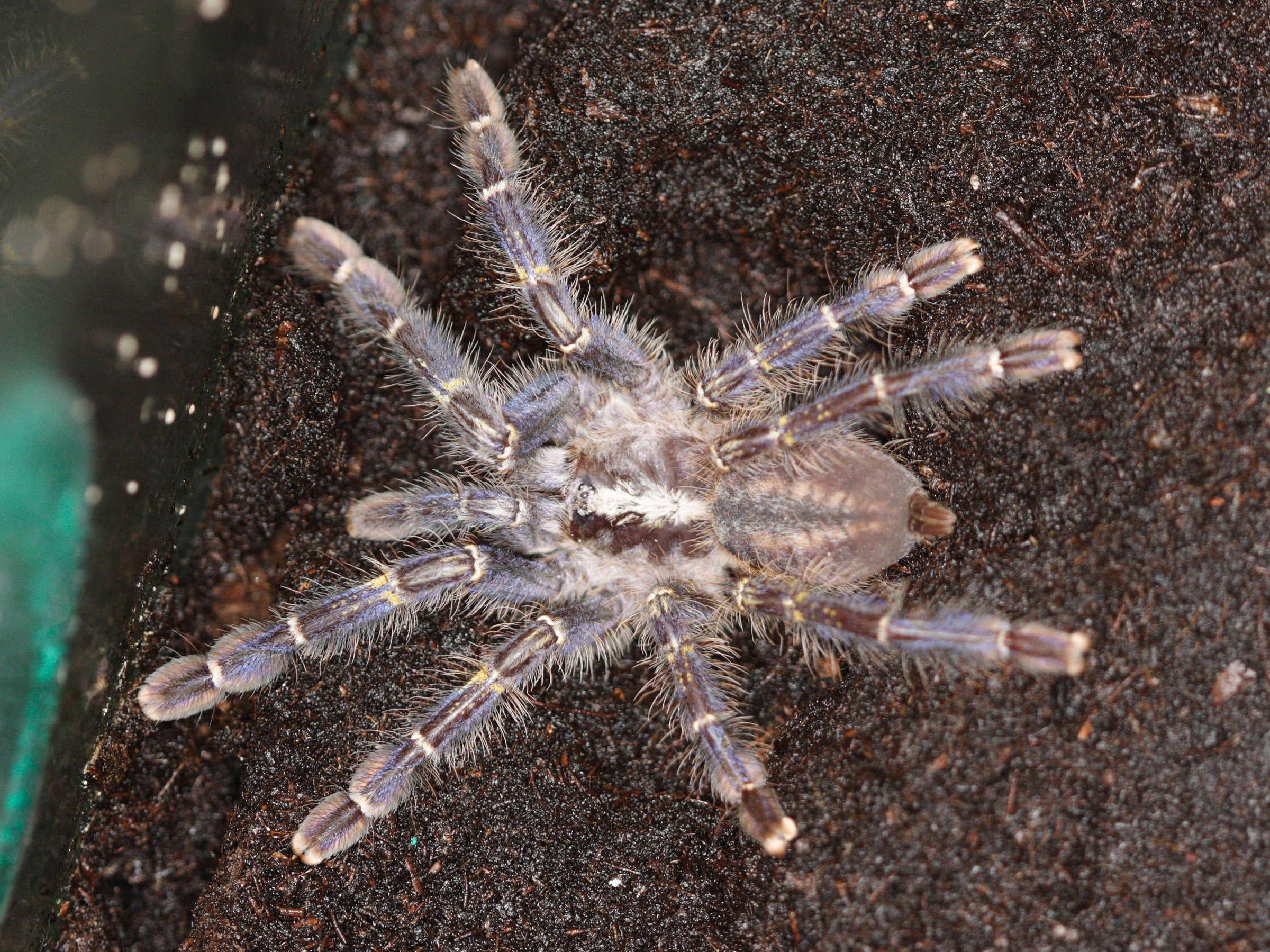 poecilotheria_metallica1md