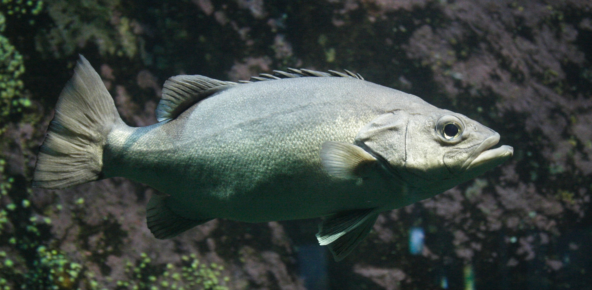 polyprion_americanus1md