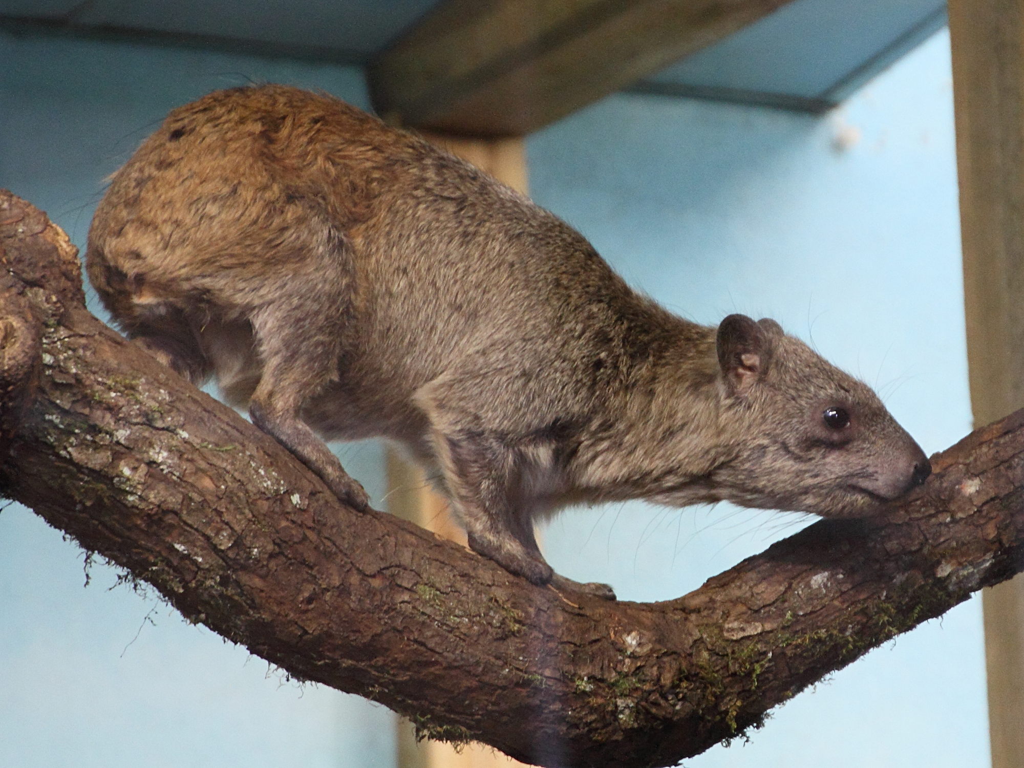 procavia_capensis3md