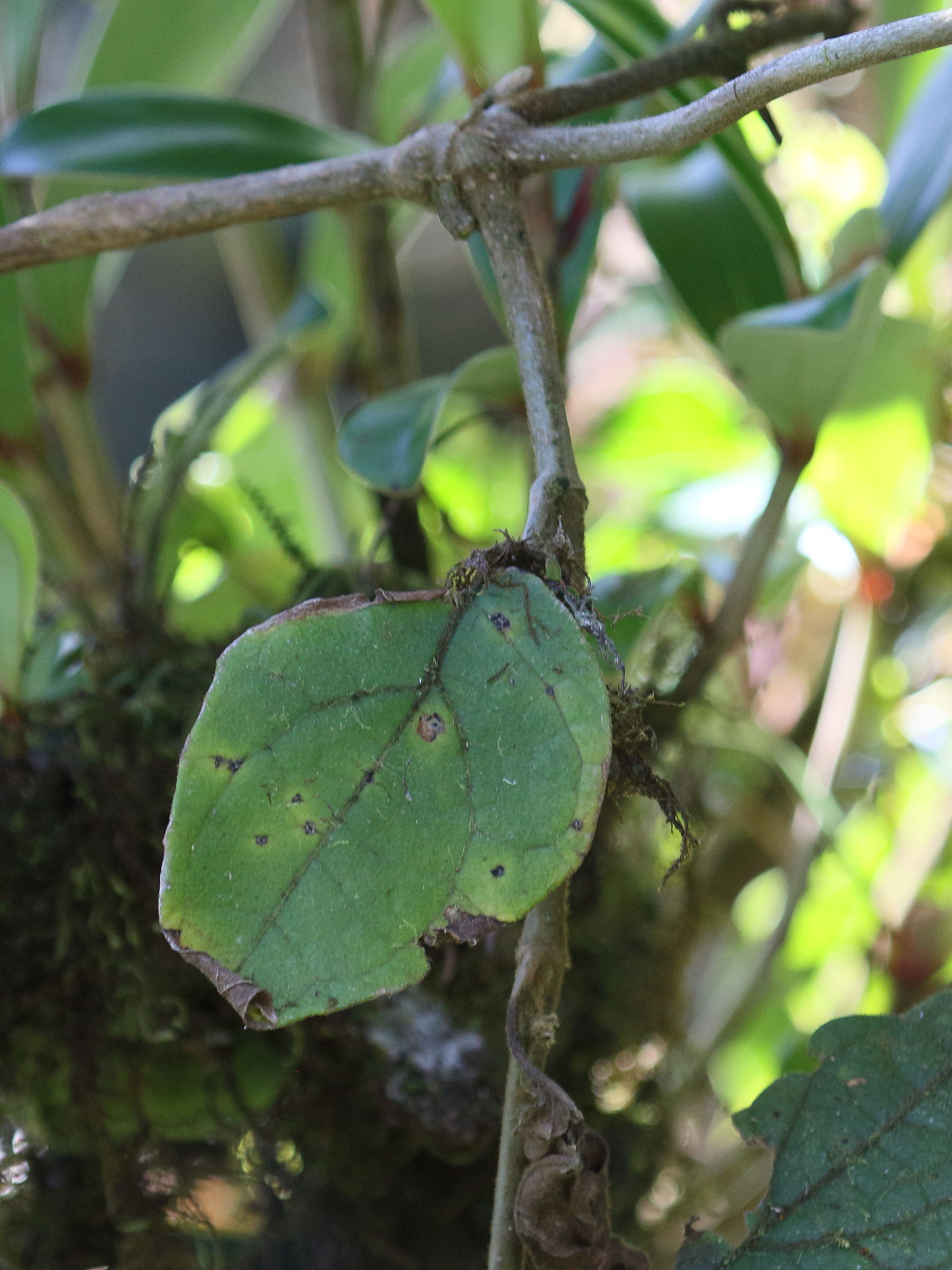 psammisia_ramiflora2bd