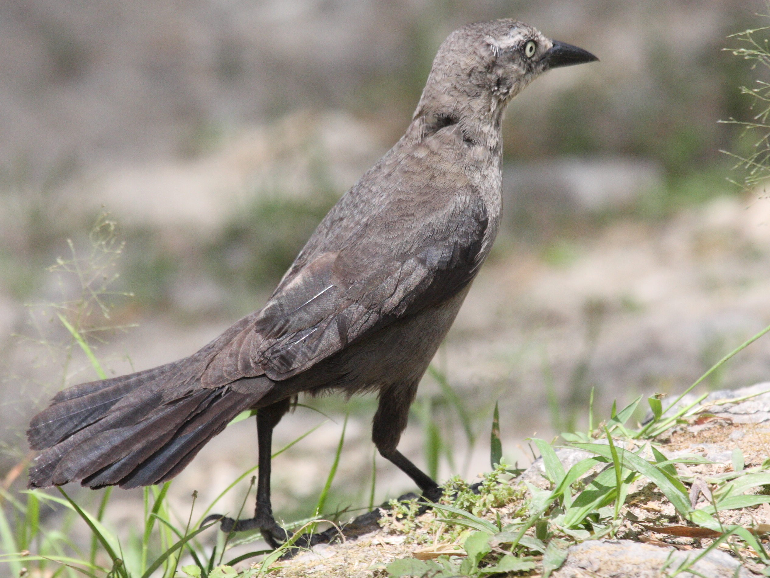 quiscale_merle_-_quiscalus_lugubris2bd