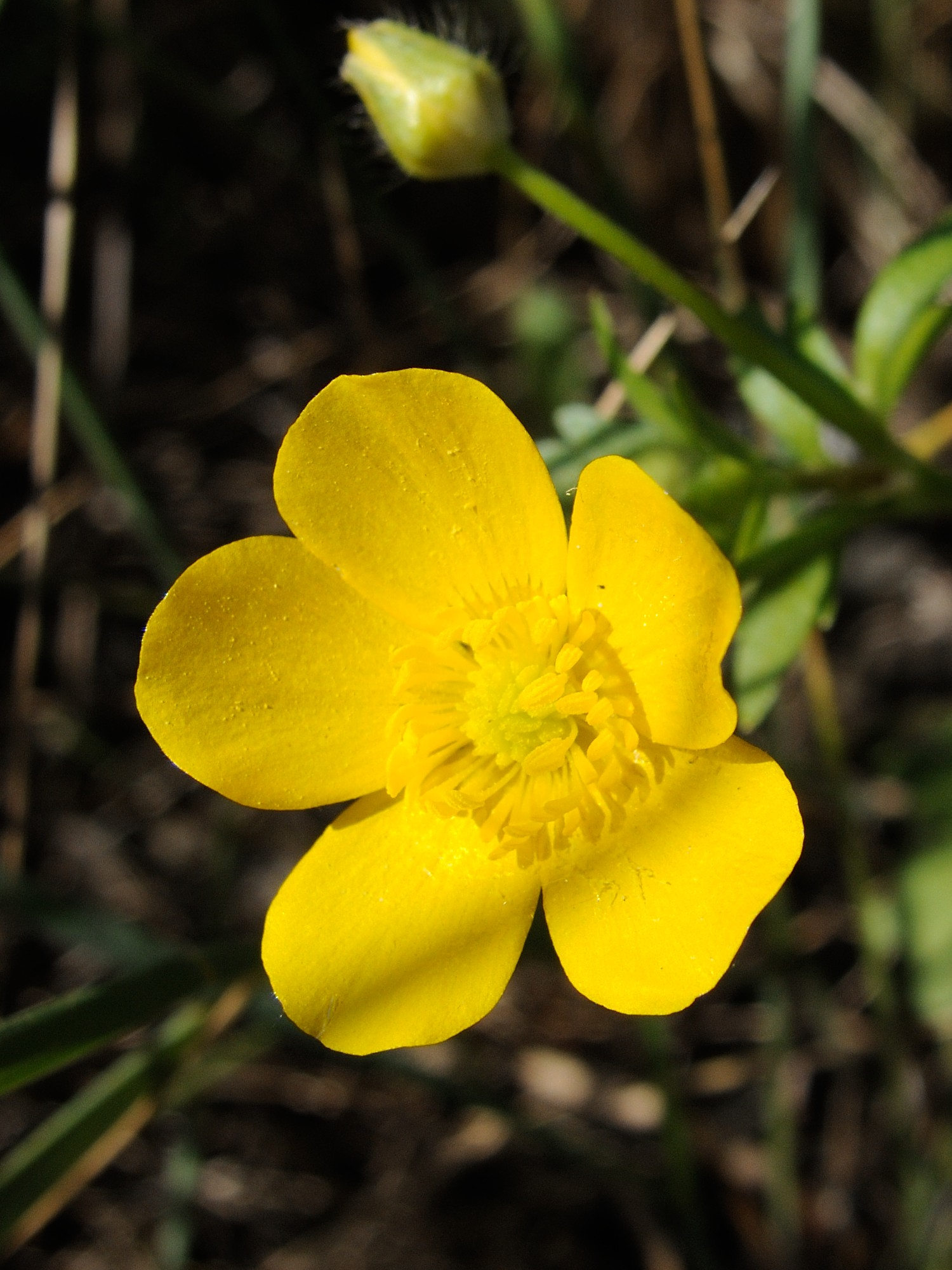 Afficher le média ranunculus_sardous3md ranunculus_sardous3md