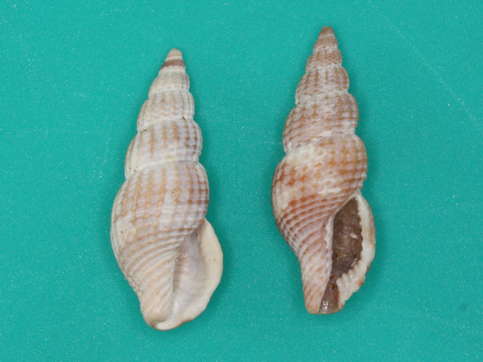 raphitoma_purpurea1md