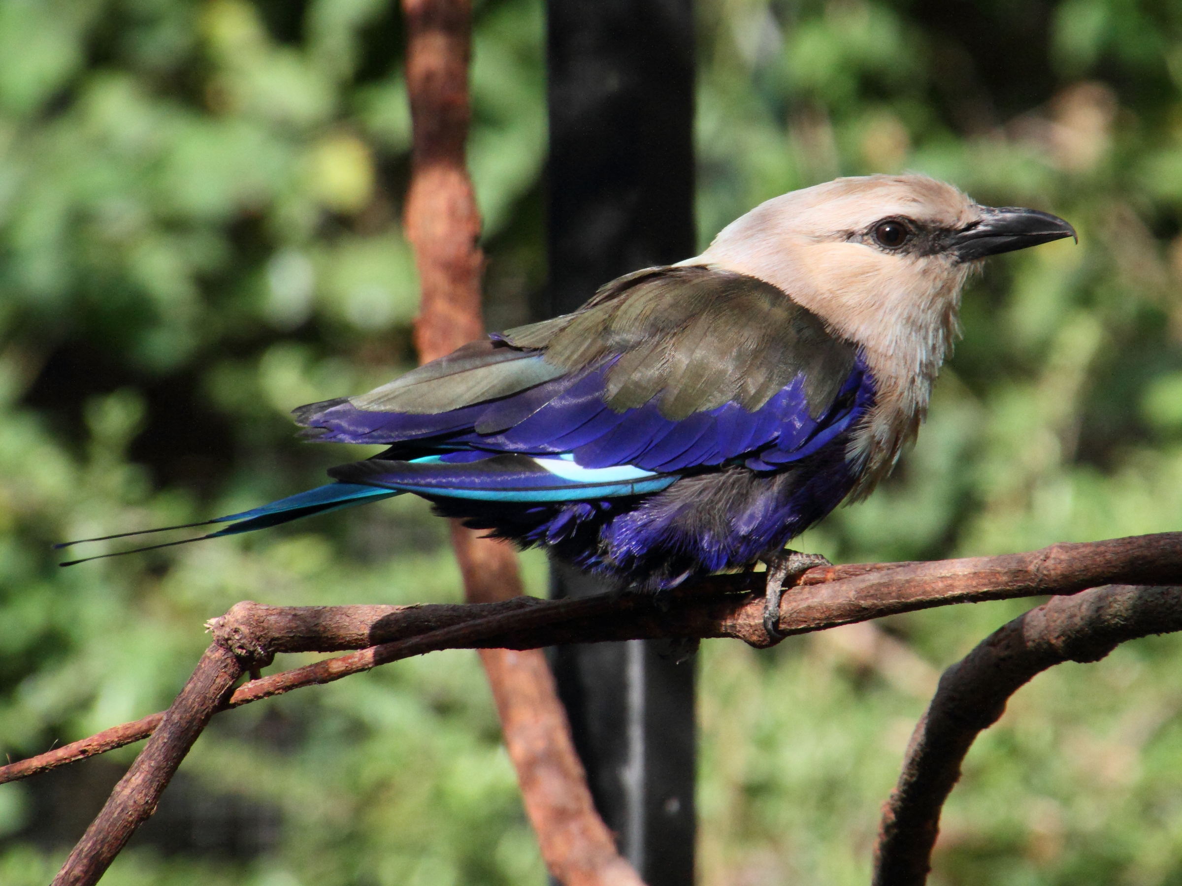 rollier_a_ventre_bleu_-_coracias_cyanogaster3md