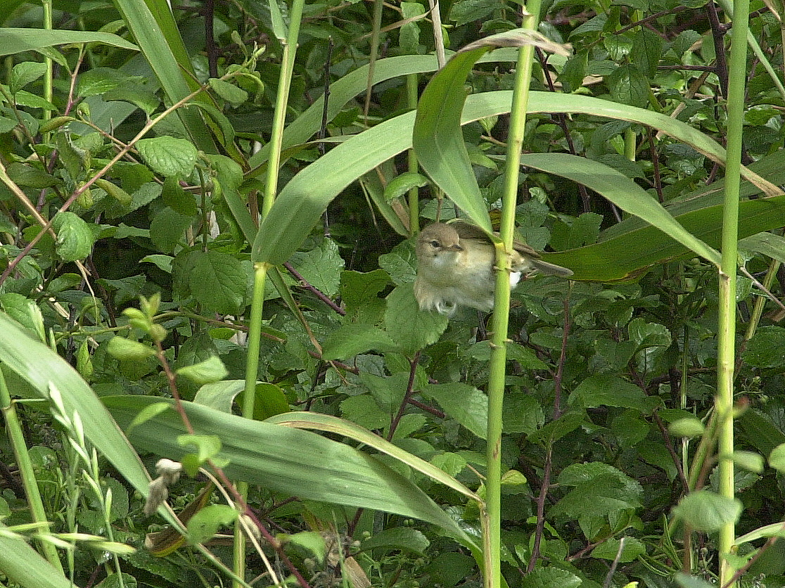 Afficher le média rousserolle_effarvatte_-_acrocephalus_scirpaceus3md rousserolle_effarvatte_-_acrocephalus_scirpaceus3md