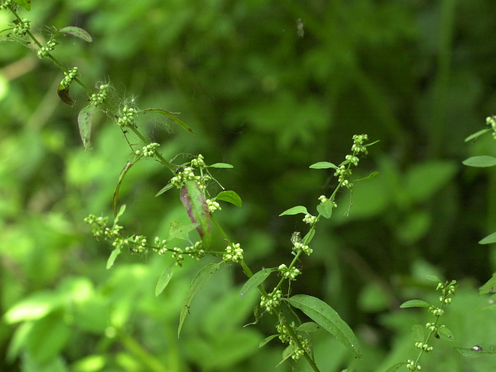 Afficher le média rumex_conglomeratus2md rumex_conglomeratus2md