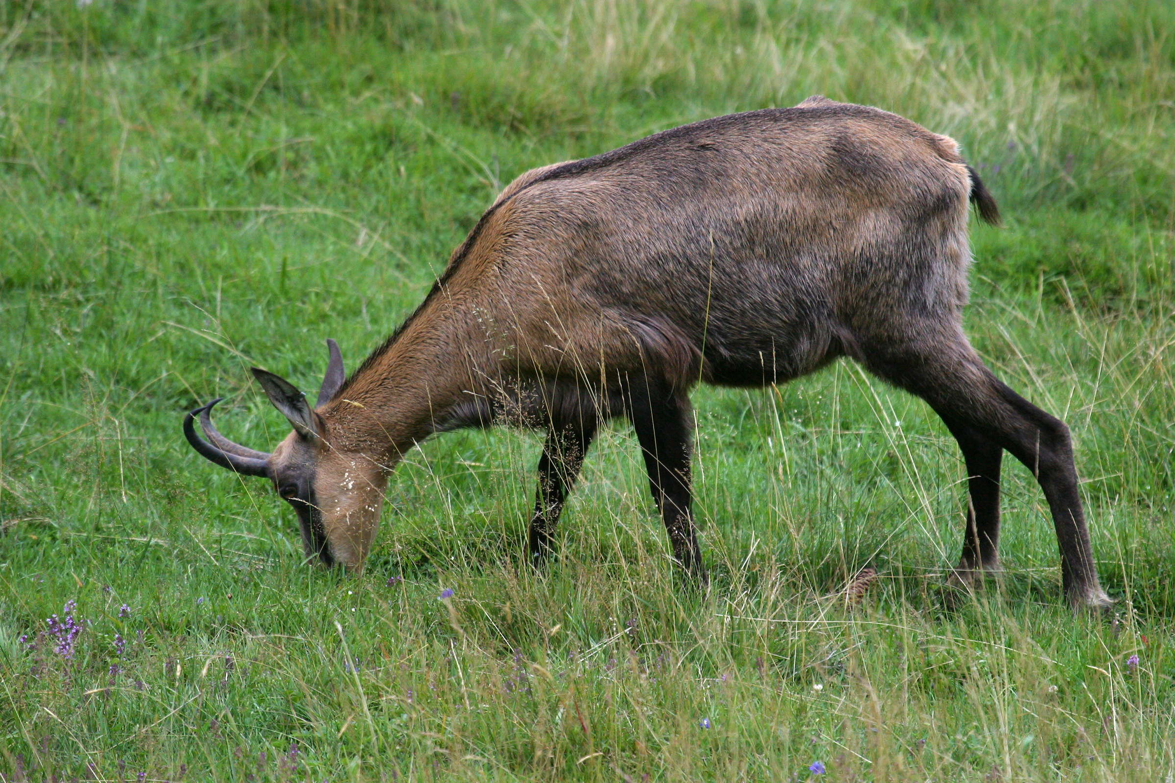 rupicapra_rupicapra1md