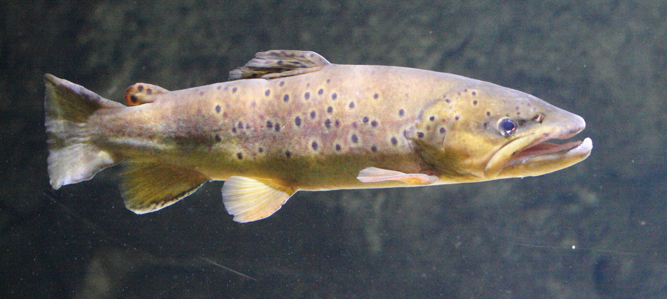 salmo_trutta_fario4md