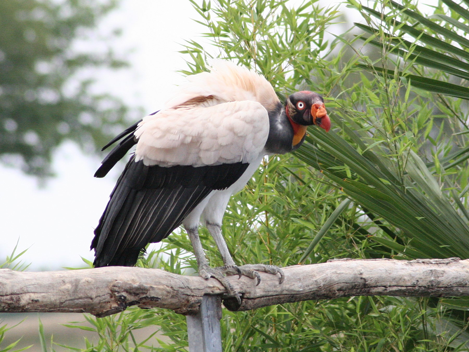 sarcoramphe_roi_-_sarcoramphus_papa1md