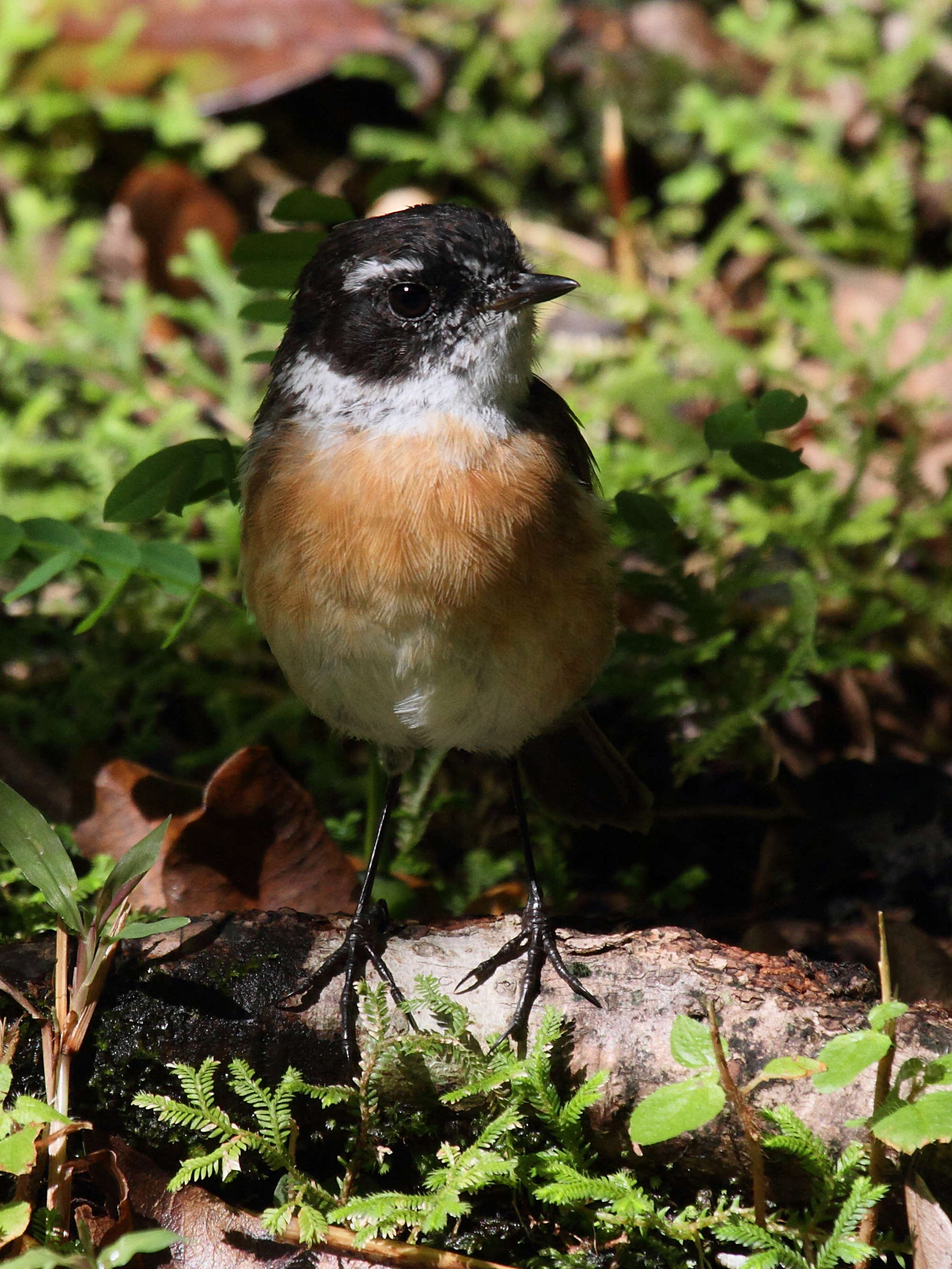 Afficher le média Saxicola_tectes Saxicola_tectes