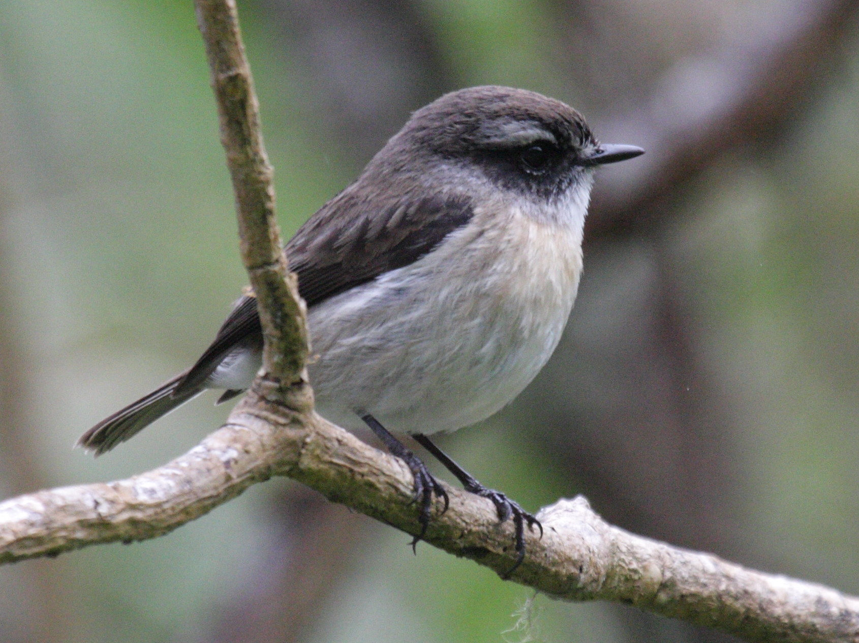 Afficher le média Saxicola_tectes Saxicola_tectes
