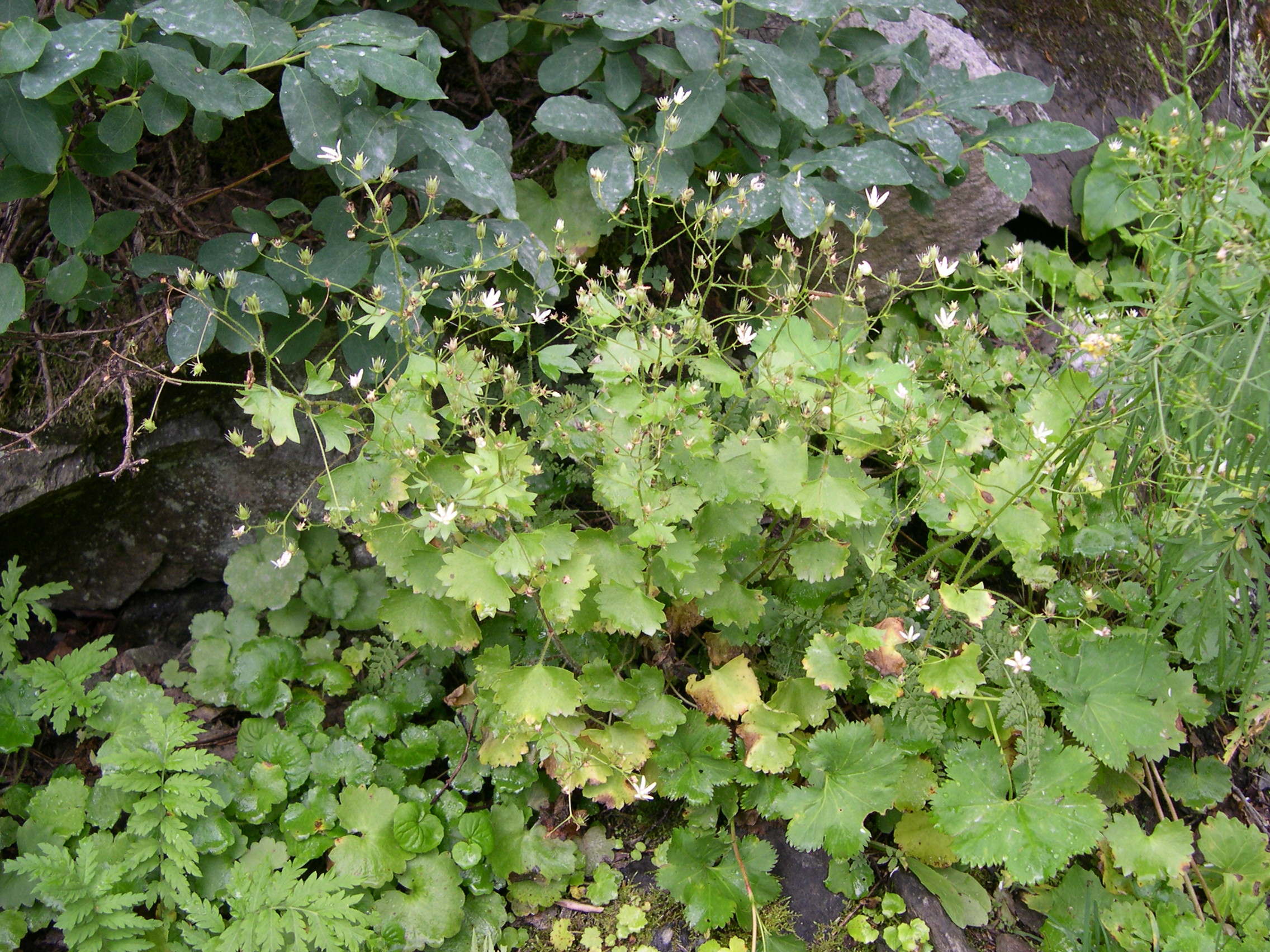 saxifraga_rotundifolia1md
