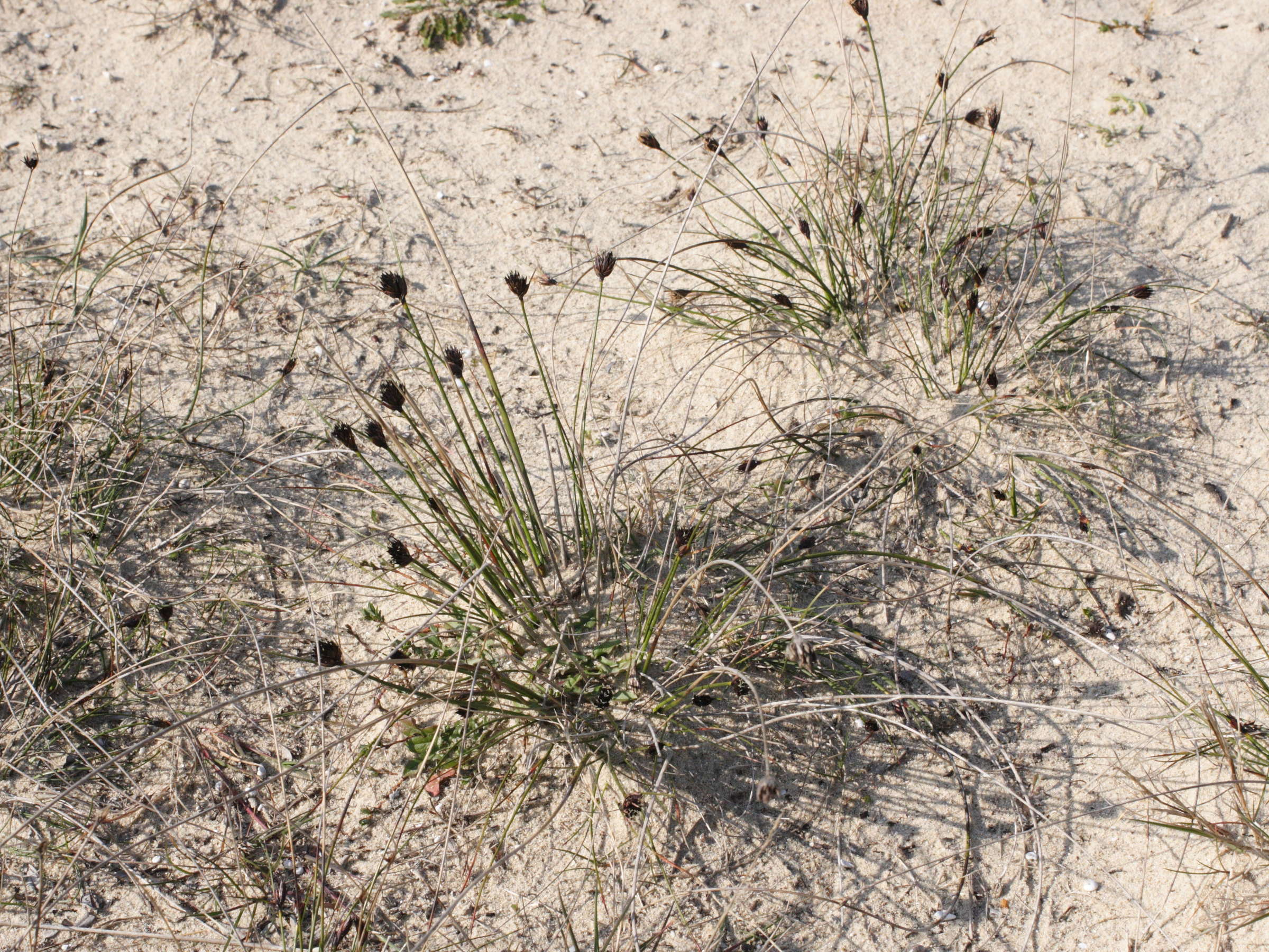 schoenus_nigricans1bmd