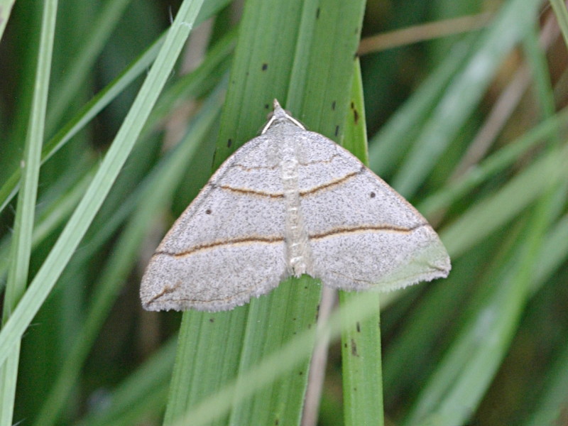 Afficher le média scotopteryx_luridata1md scotopteryx_luridata1md