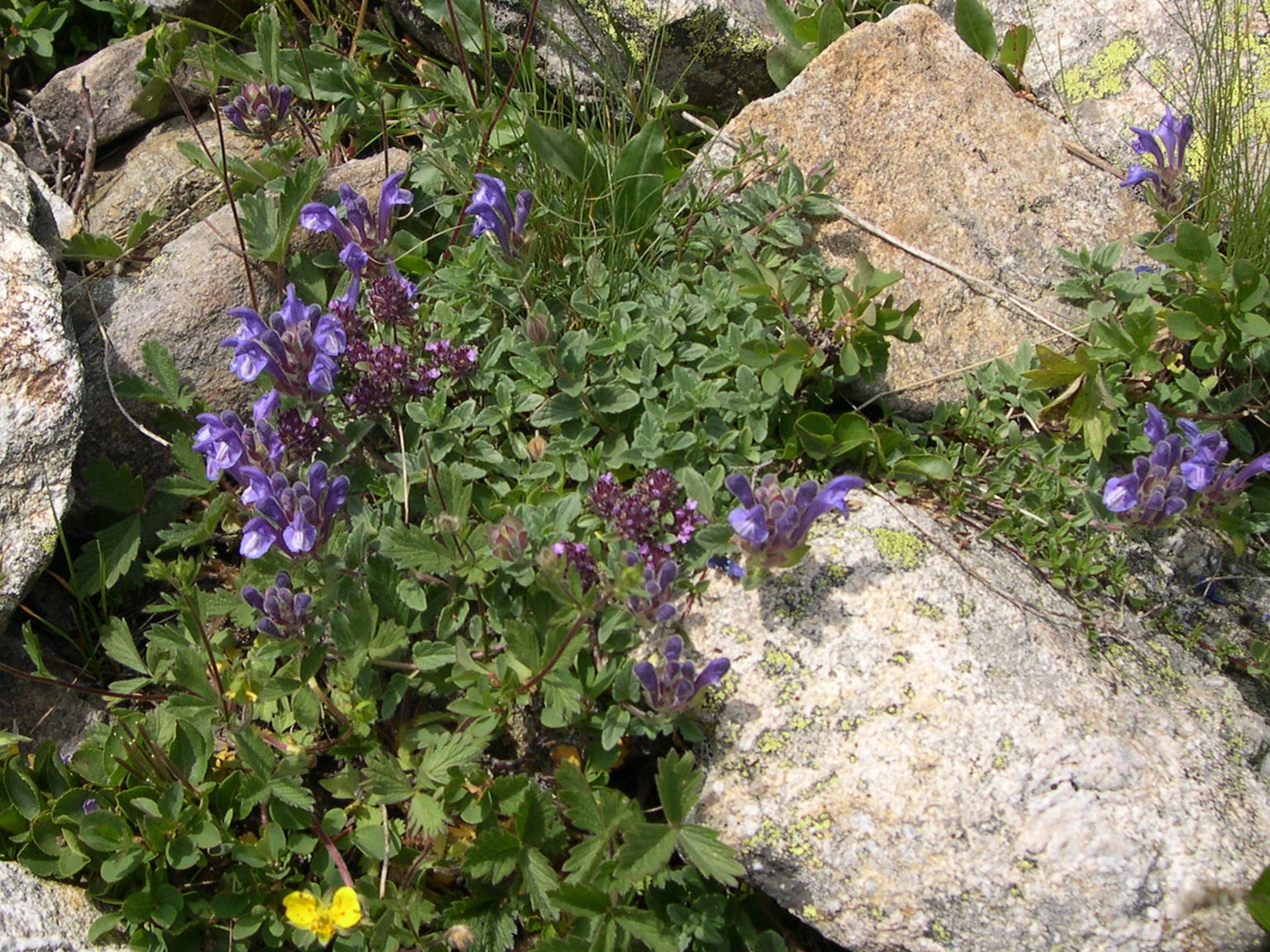 scutellaria_alpina1md