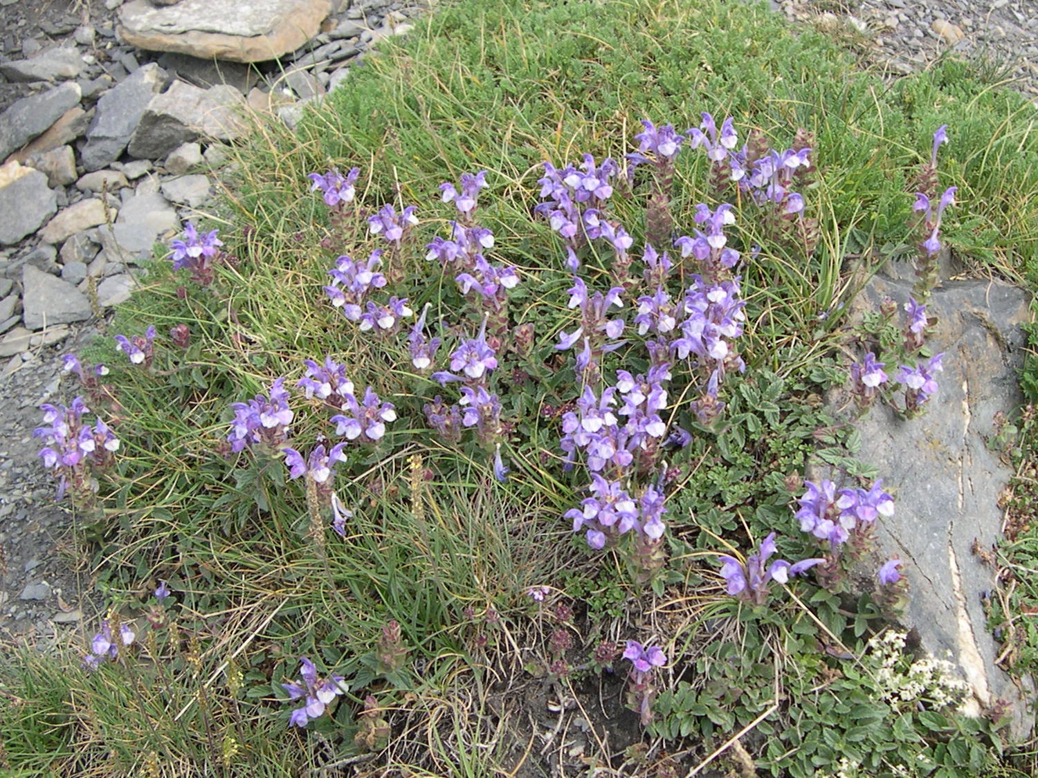 scutellaria_alpina3md