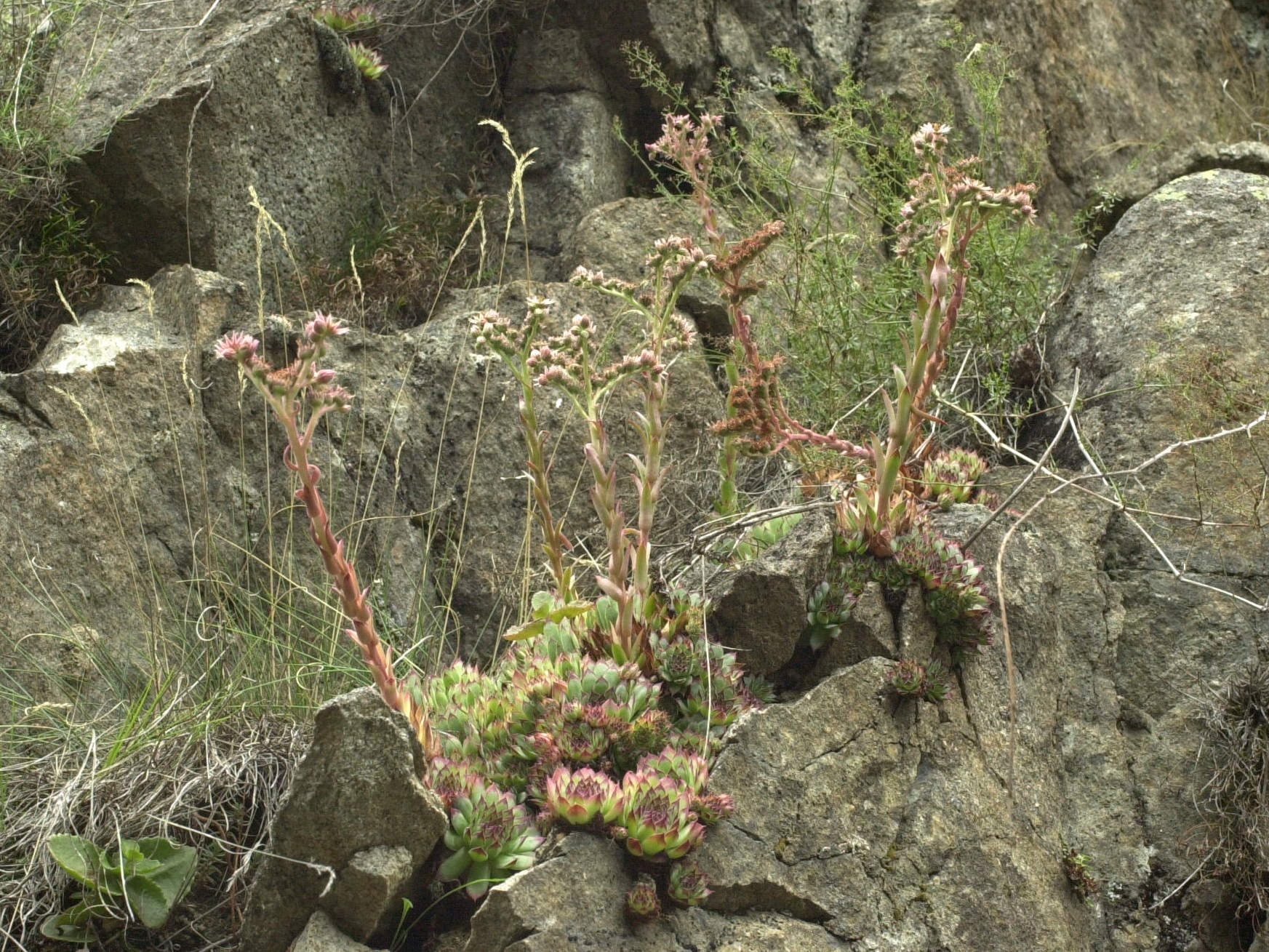 Sempervivum_tectorum