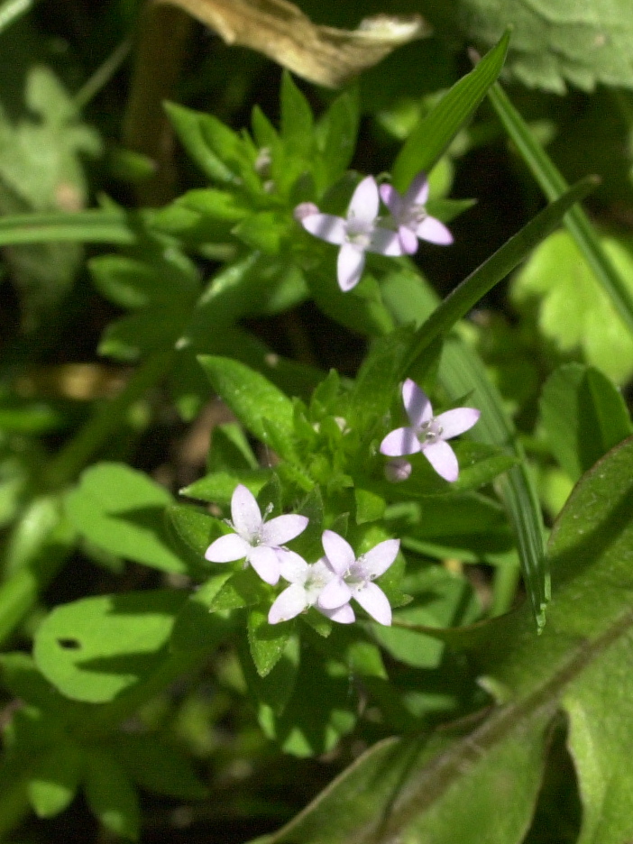 Afficher le média sherardia_arvensis2md sherardia_arvensis2md