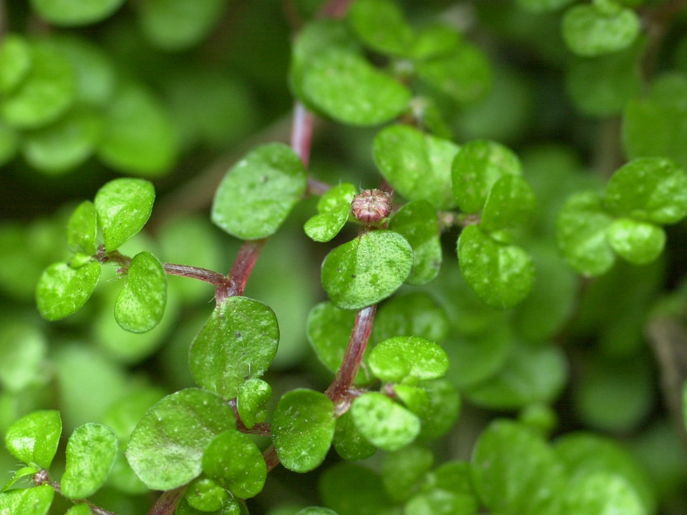 soleirolia_soleirolii2md