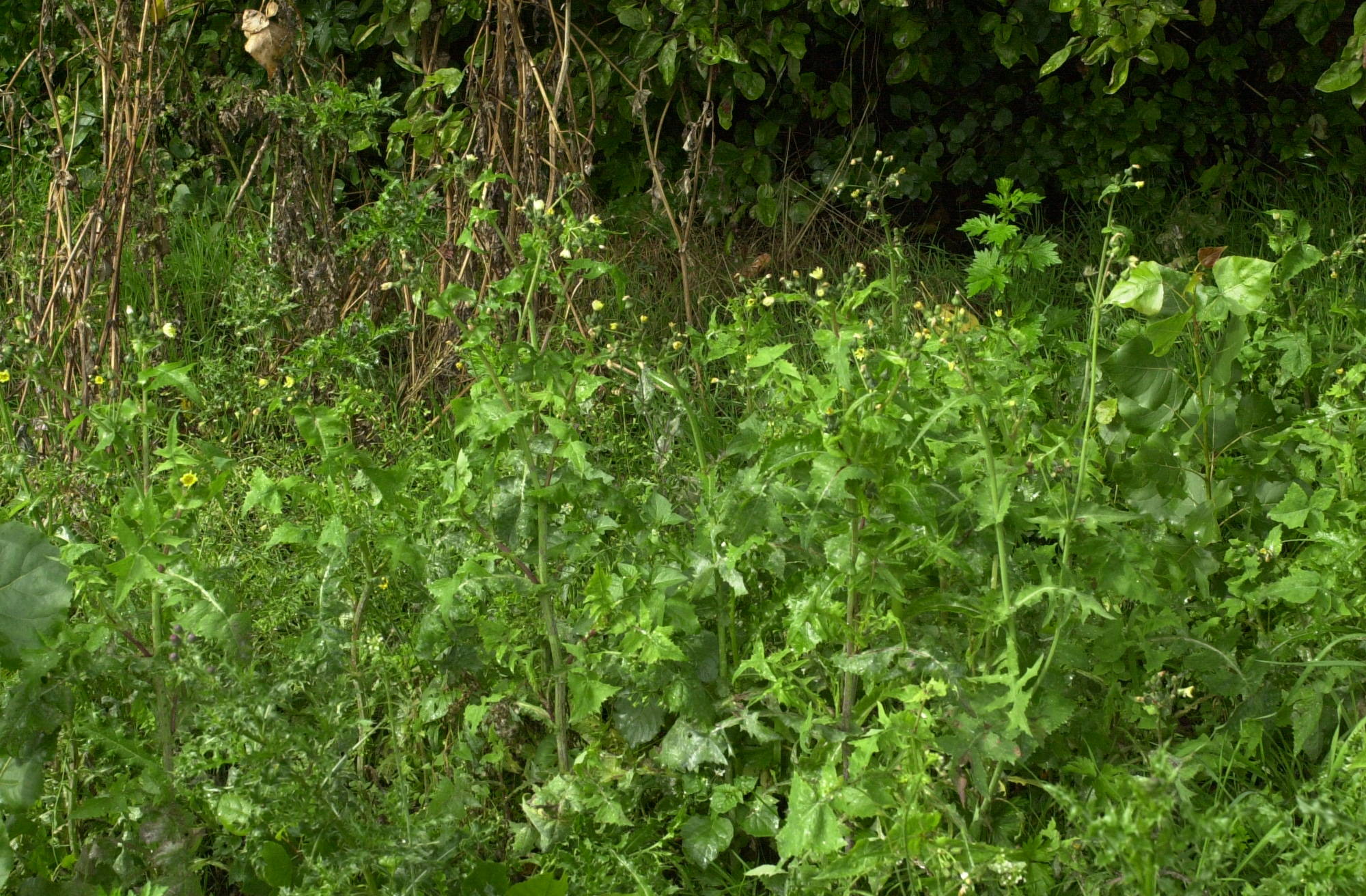 sonchus_oleraceus1md