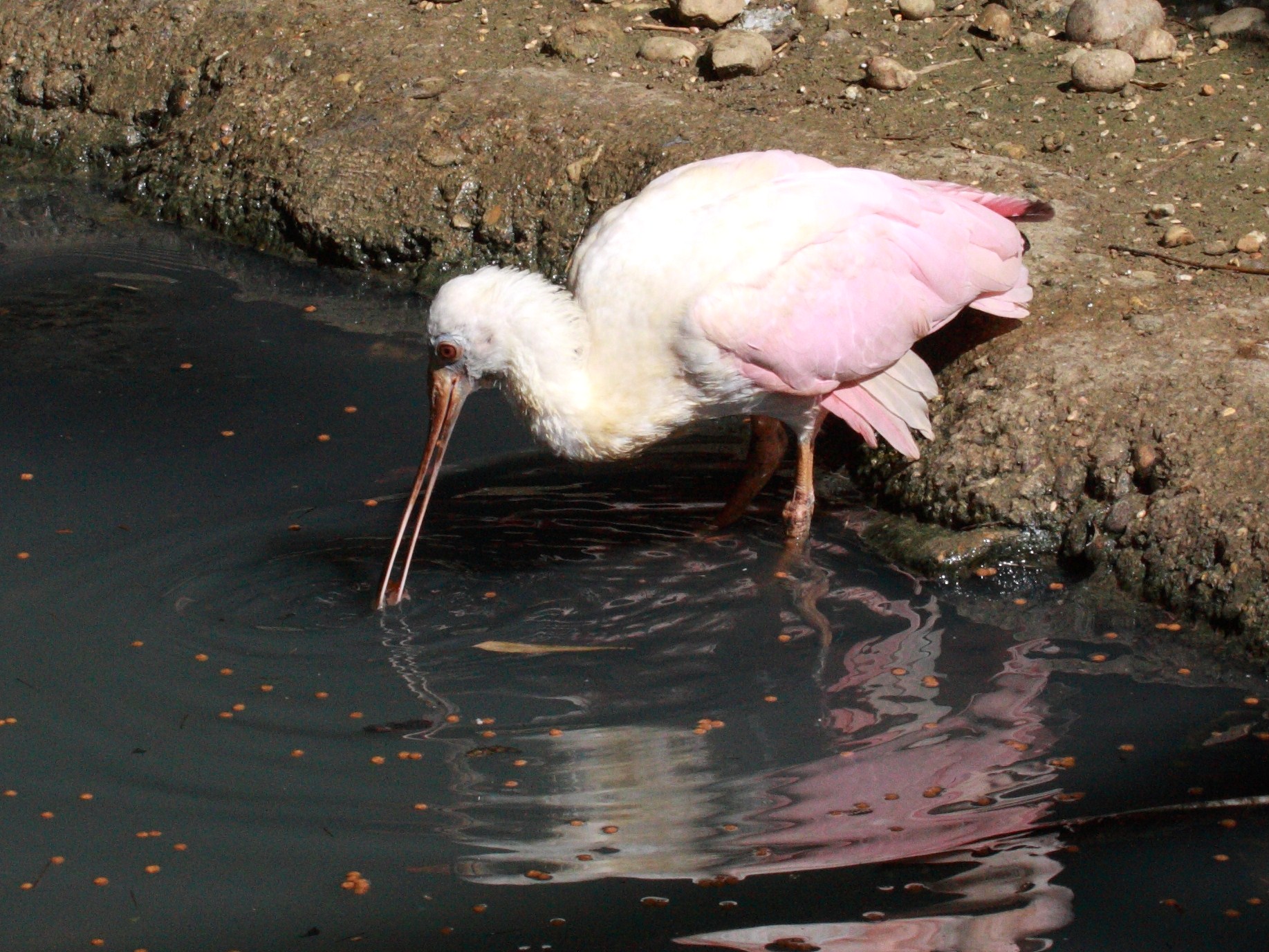 spatule_rosee_-_platalea_ajaja2bd