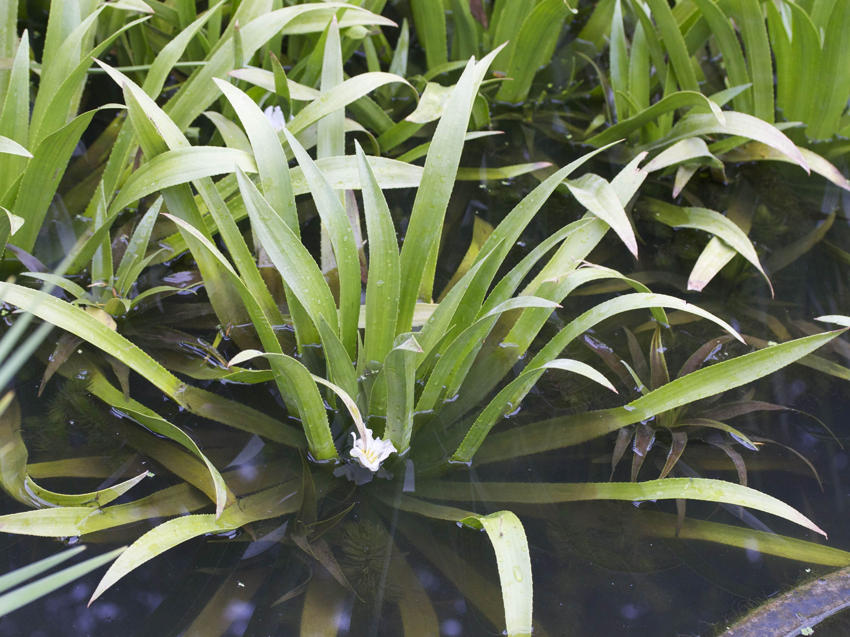 stratiotes_aloides1md