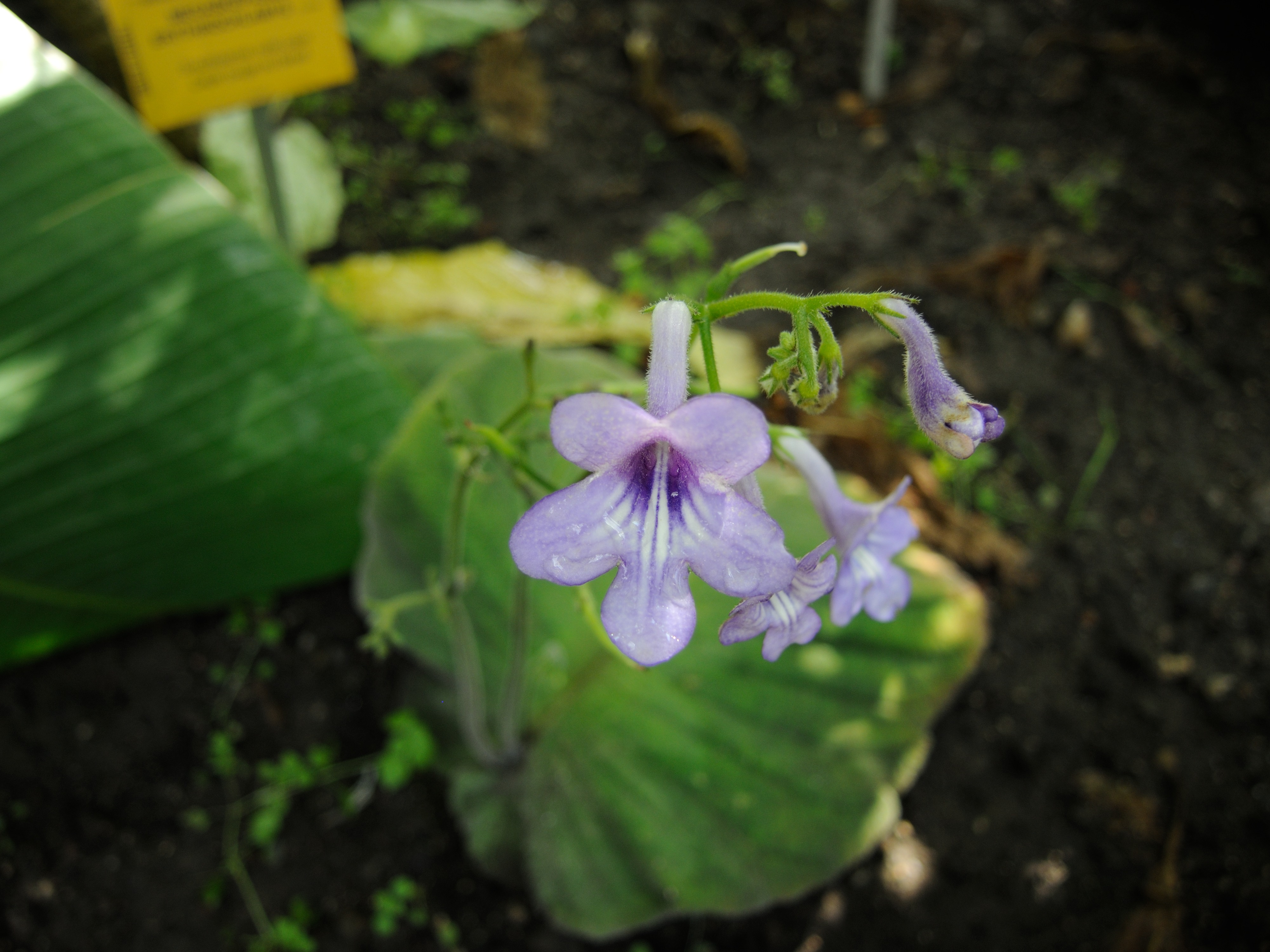 streptocarpus_wendlandii1md
