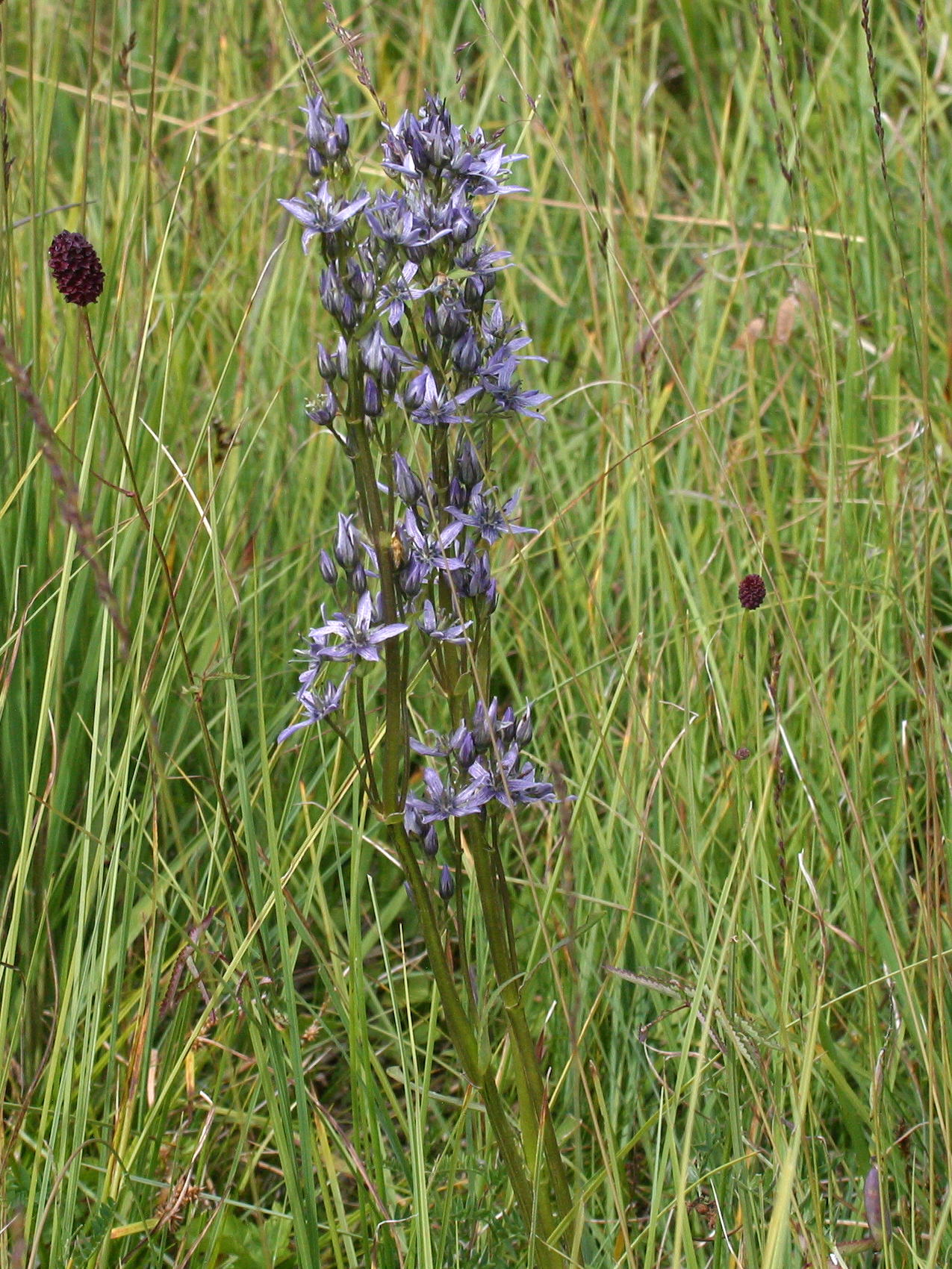 Afficher le média swertia_perennis5bd swertia_perennis5bd