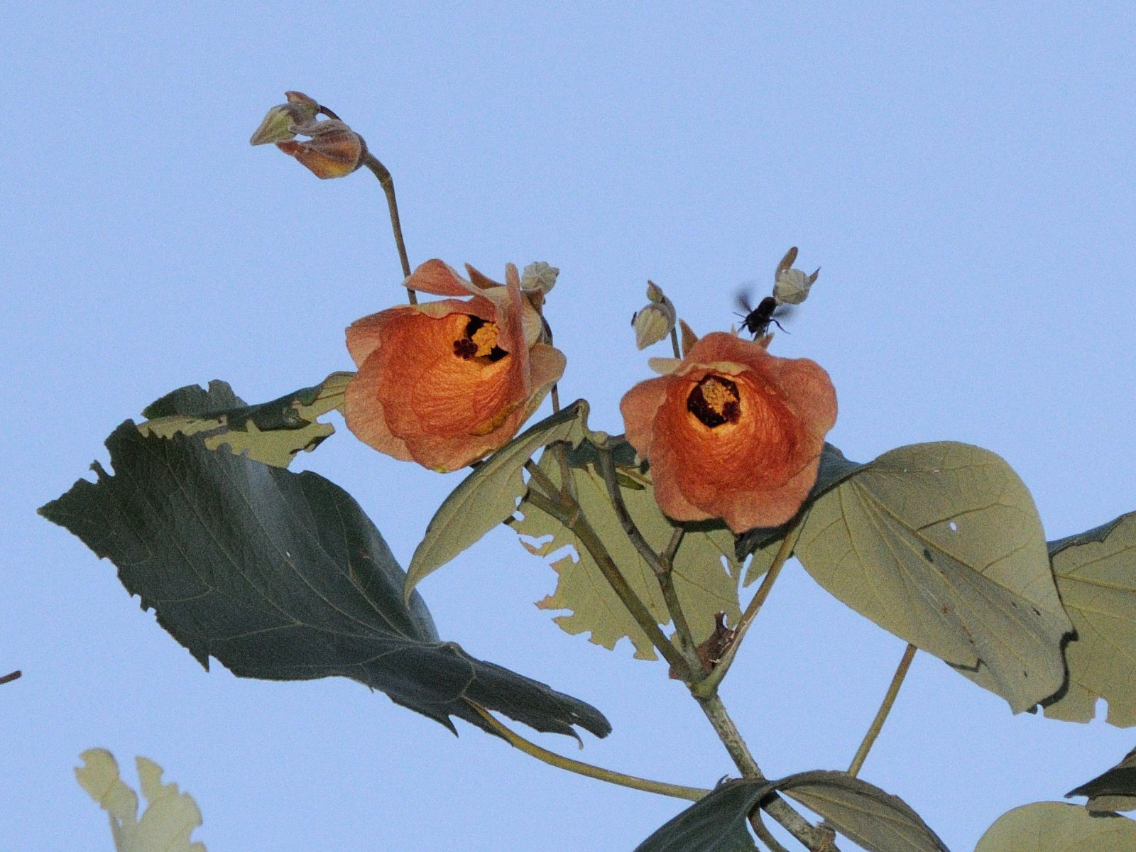 Afficher le média talipariti_tiliaceum6md talipariti_tiliaceum6md