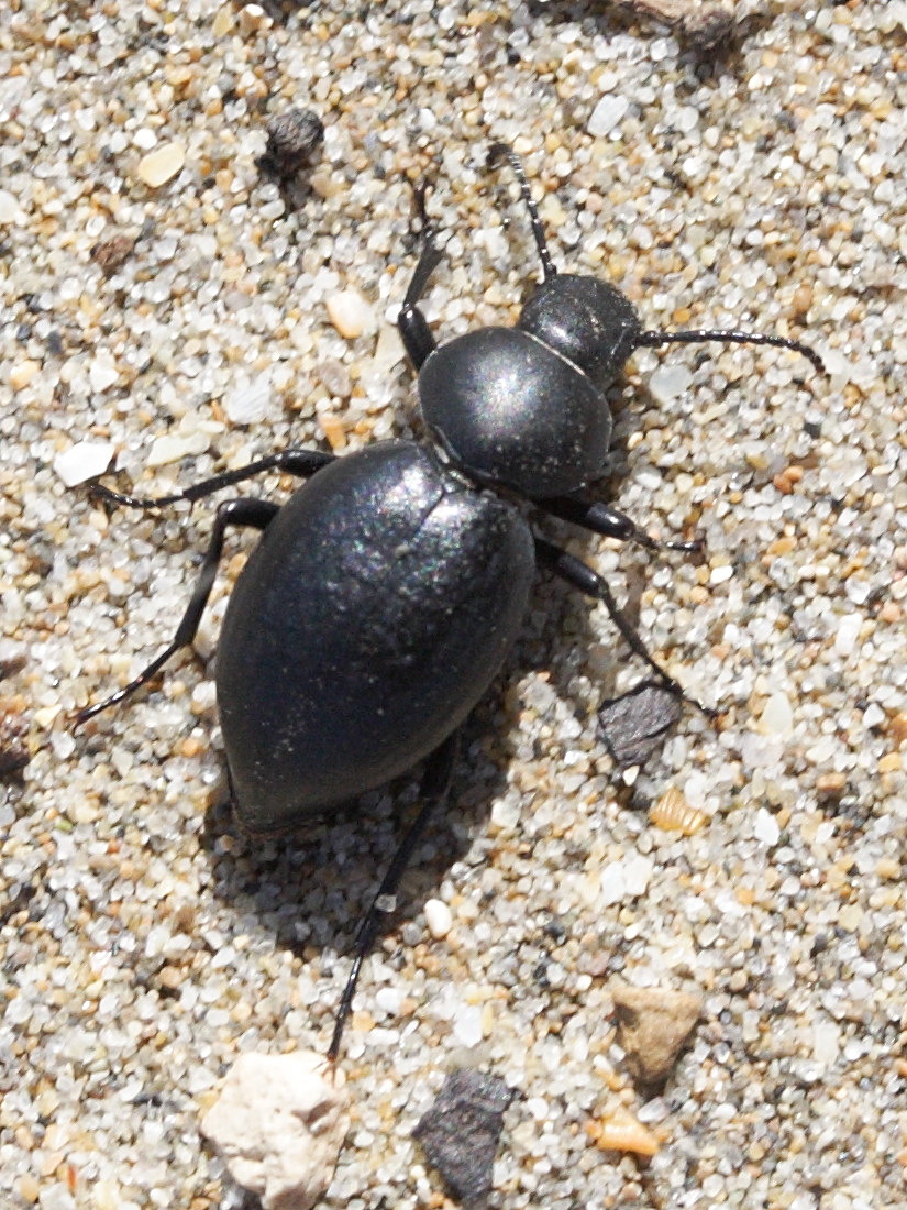 tentyria_mucronata1md