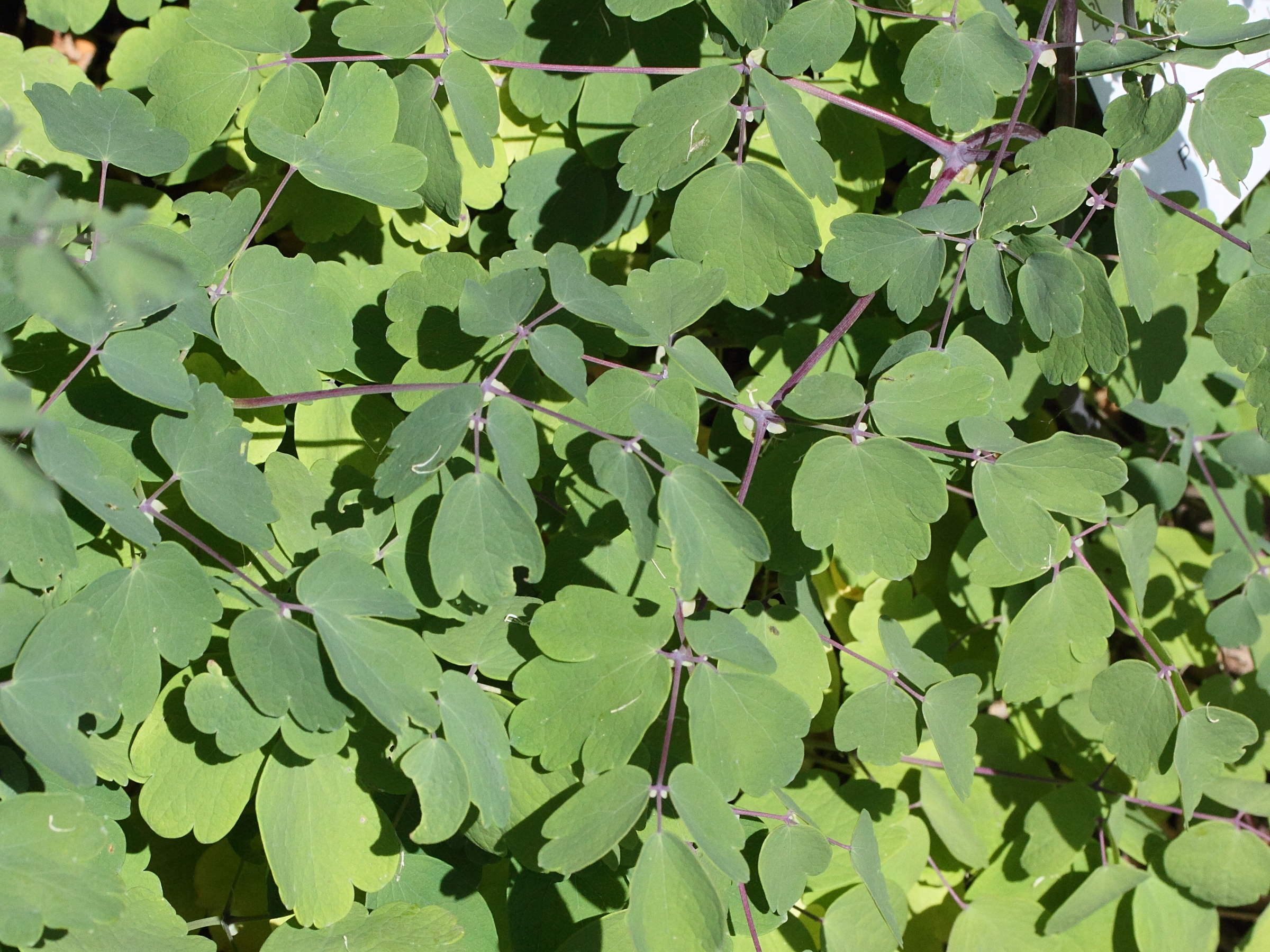 Afficher le média Thalictrum_aquilegiifolium Thalictrum_aquilegiifolium