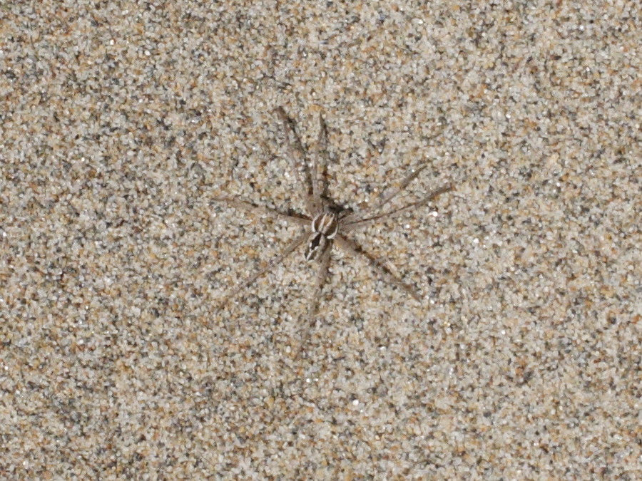 thanatus_vulgaris1md