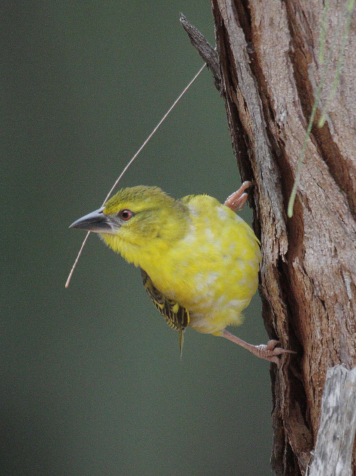 tisserin_gendarme_-_ploceus_cucullatus_spilonotus8bd